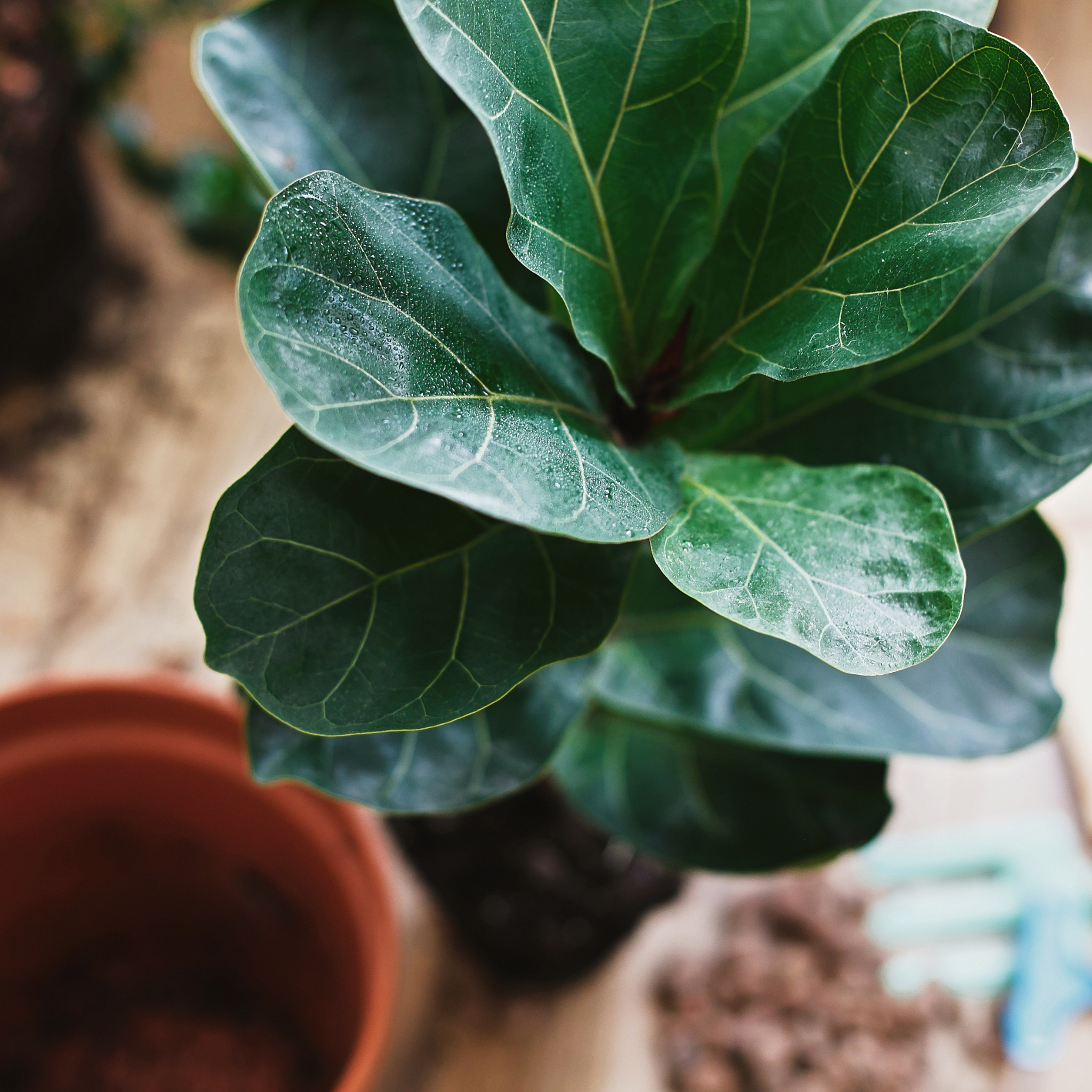 Fiddle Leaf Fig - Ficus lyrata