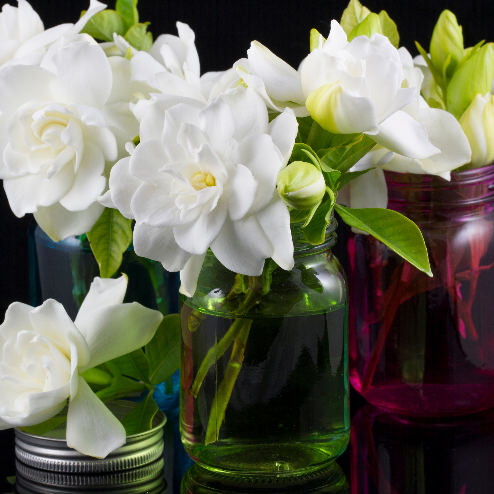 Gardenia augusta 'Magnifica'