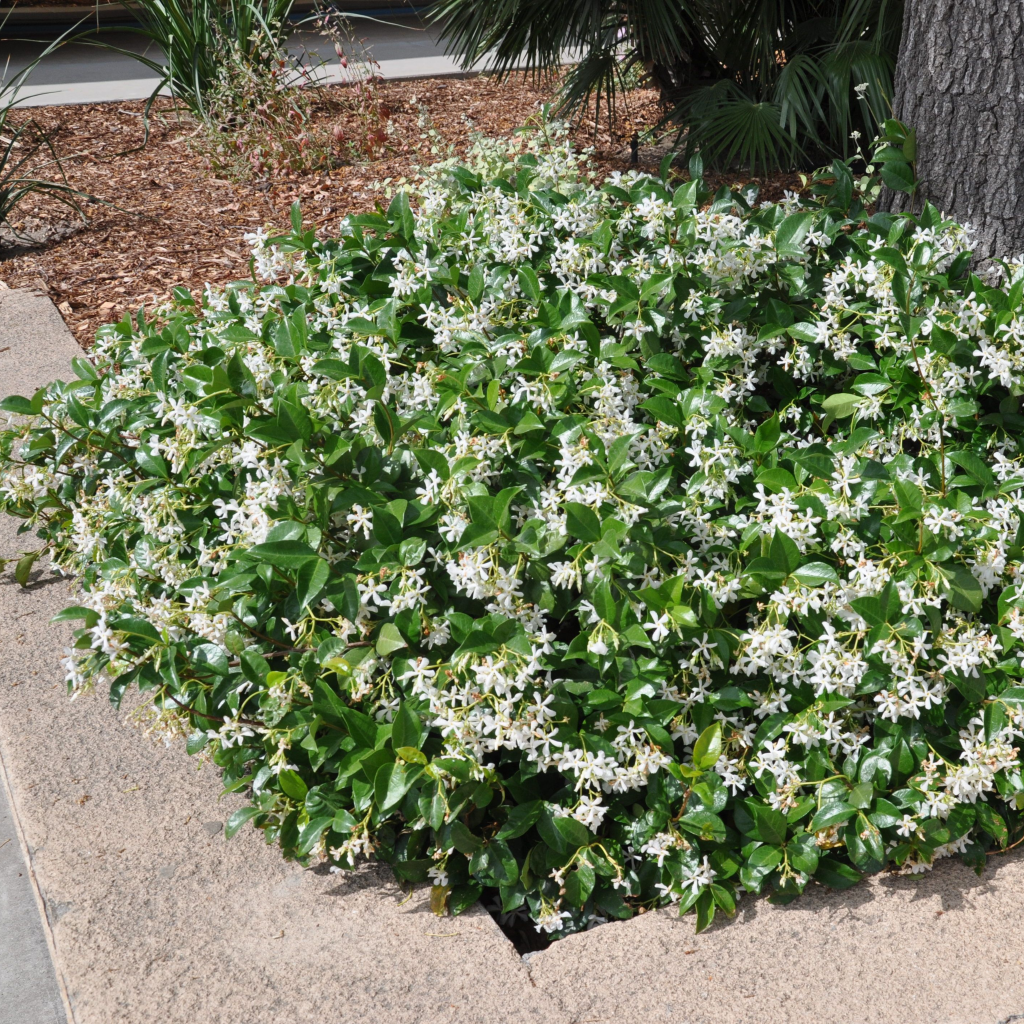 Japanese Star Jasmine - Trachelospermum asiaticum