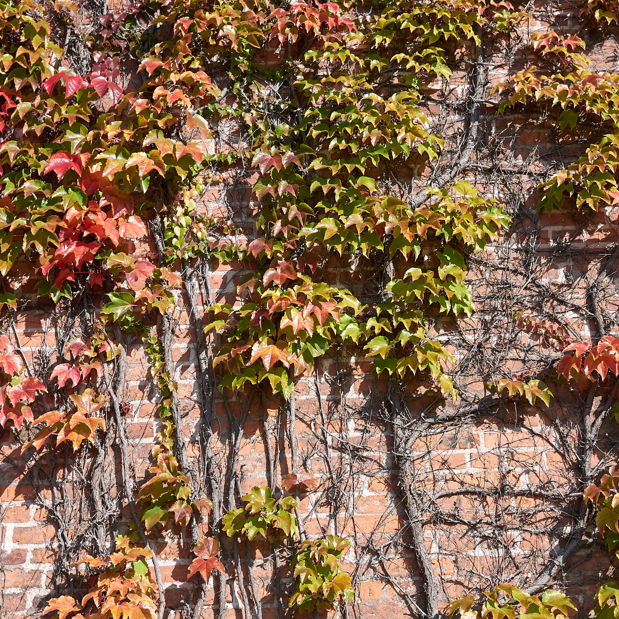 Boston Ivy - Parthenocissus tricuspidata