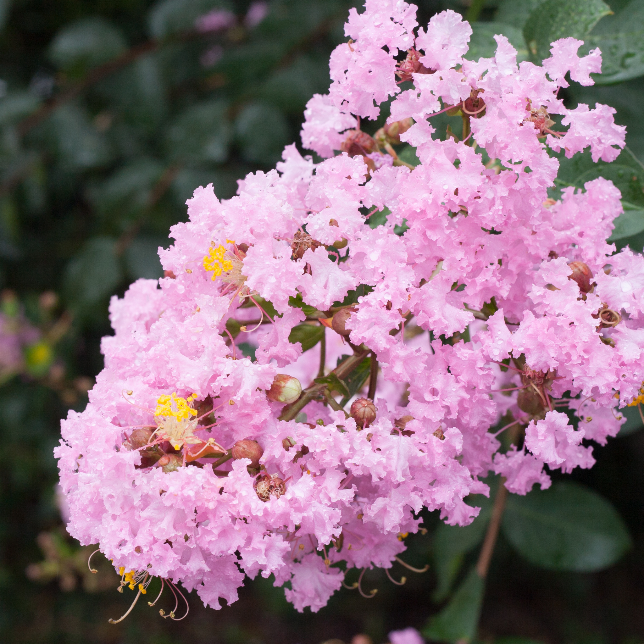 Purple Crepe Myrtle - Lagerstroemia indica fauriei Lipan