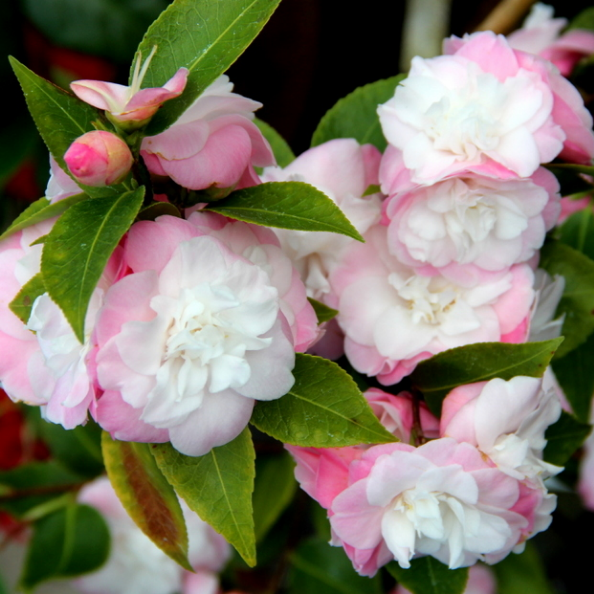 Camellia Sweet Jane - Camellia hybrida 'Sweet Jane'