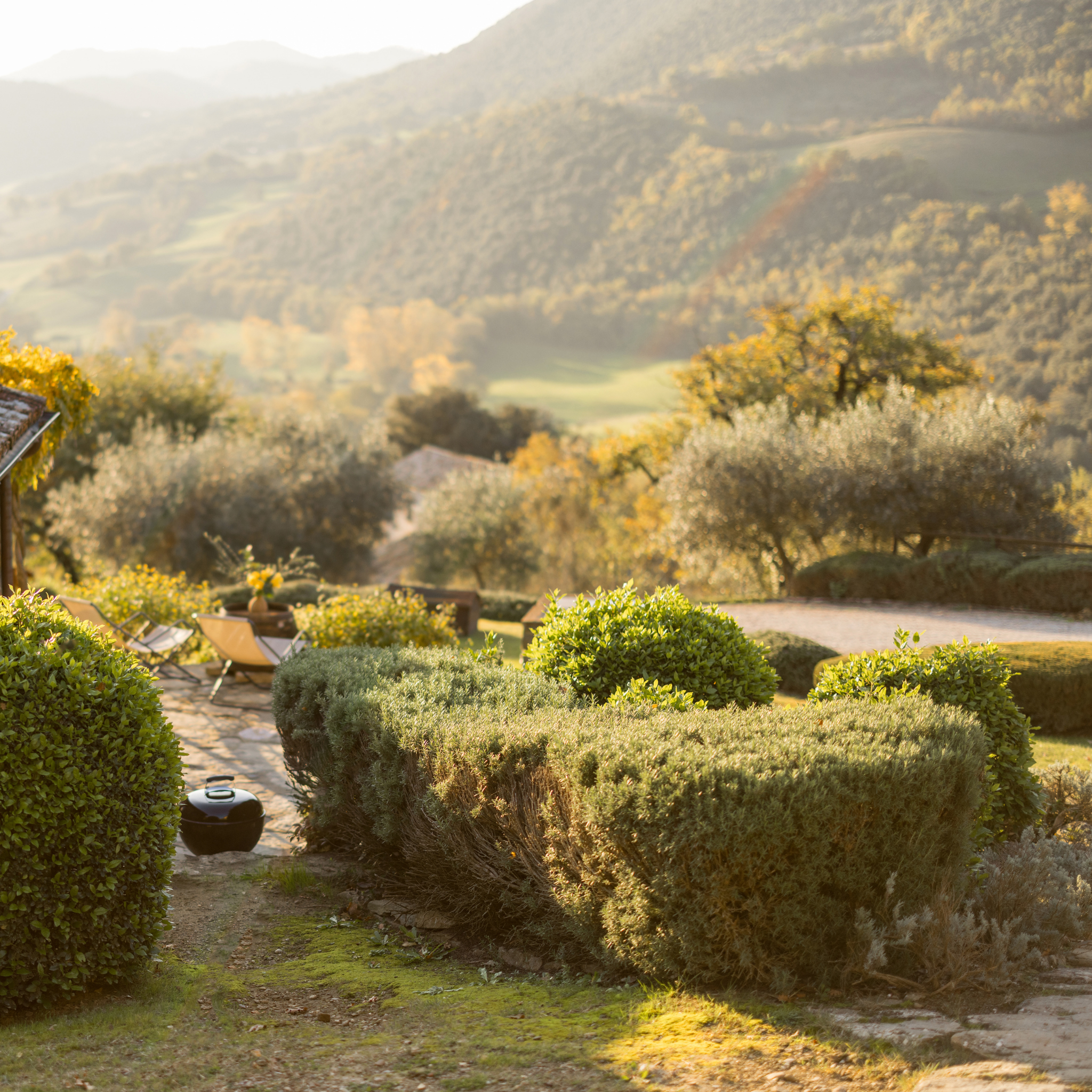 Rosemary Tuscan Blue - Rosmarinus officinalis Tuscan Blue