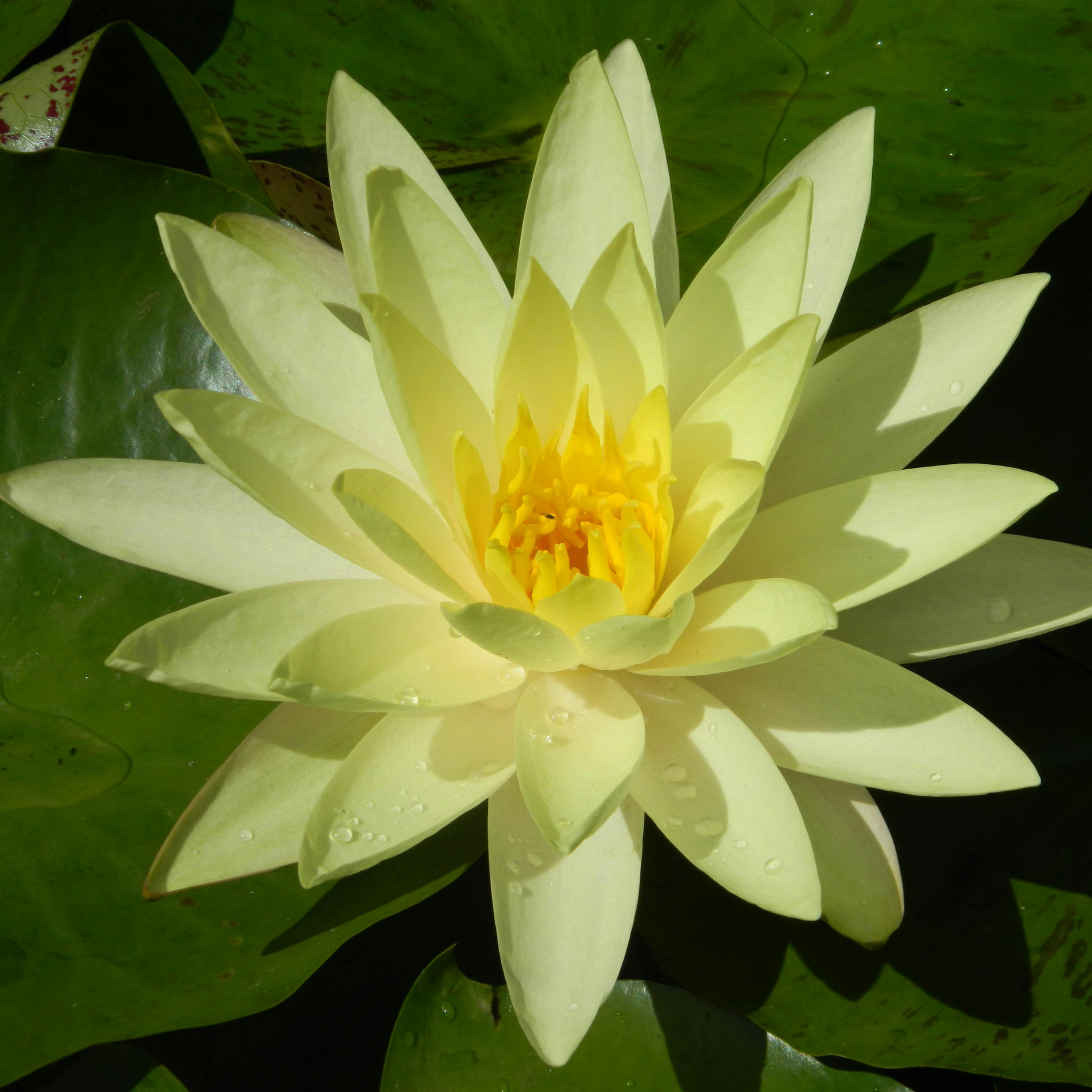 Yellow Water Lily - Nymphaea hybrida Yellow