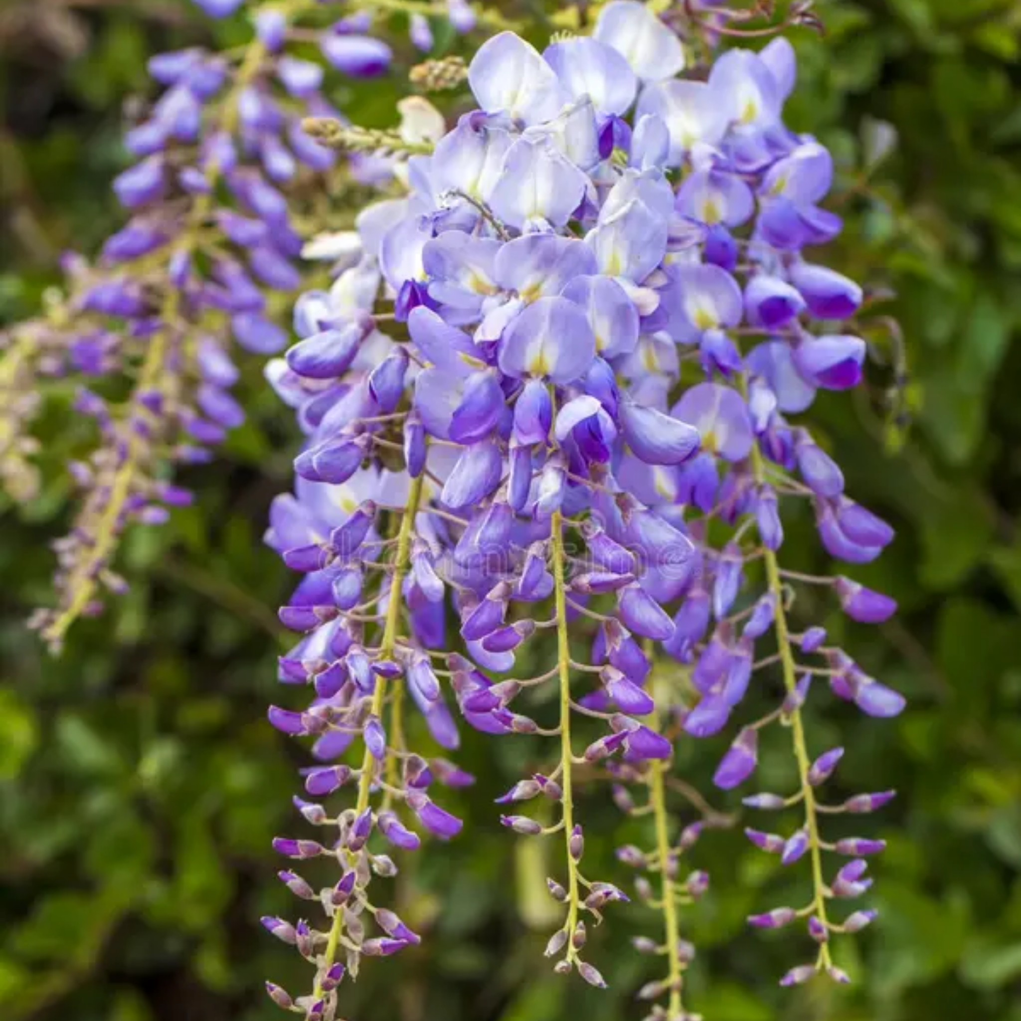Blue Chinese Wisteria - Wisteria sinensis