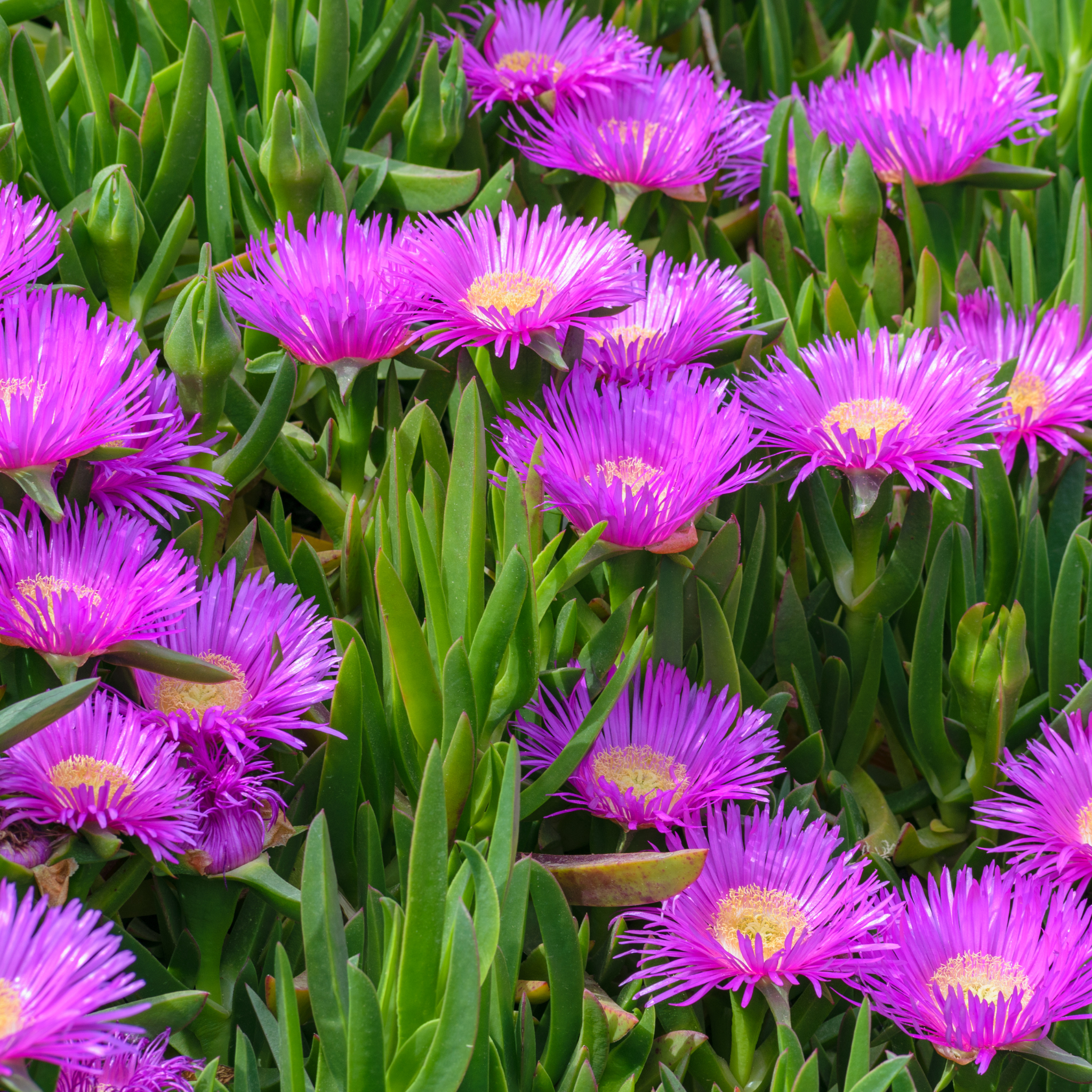 Pigface/Sea Fig - Carpobrotus glaucescens