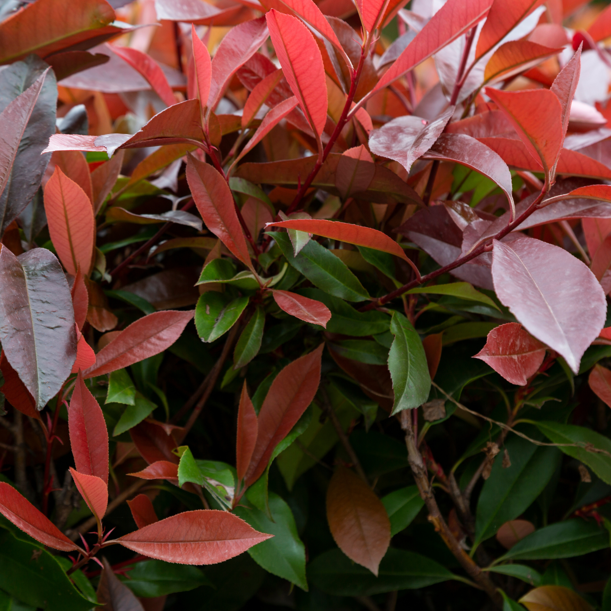 Close-up of a plant with red and green leaves