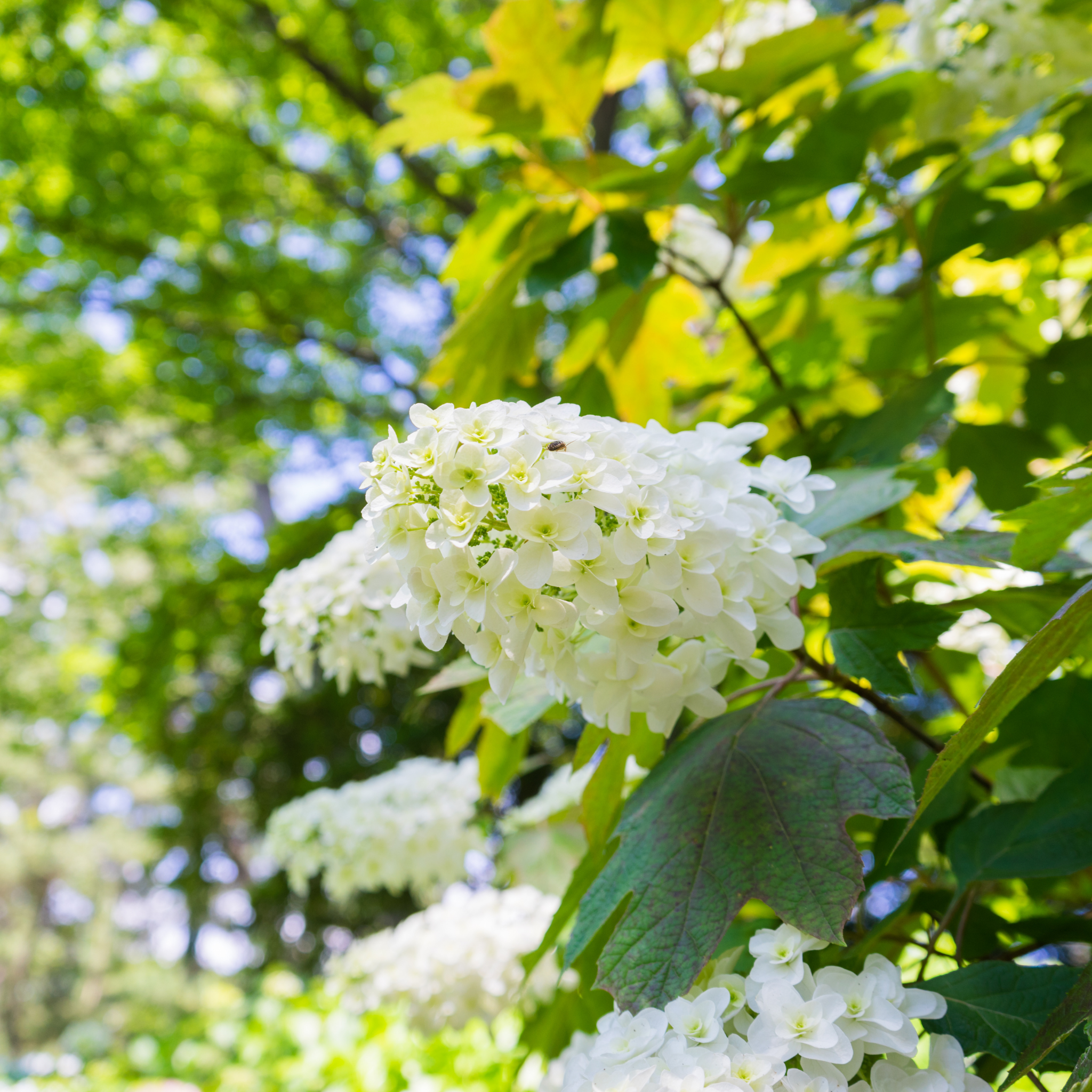 Oakleaf Hydrangea - Hydrangea quercifolia 'Snow Queen'