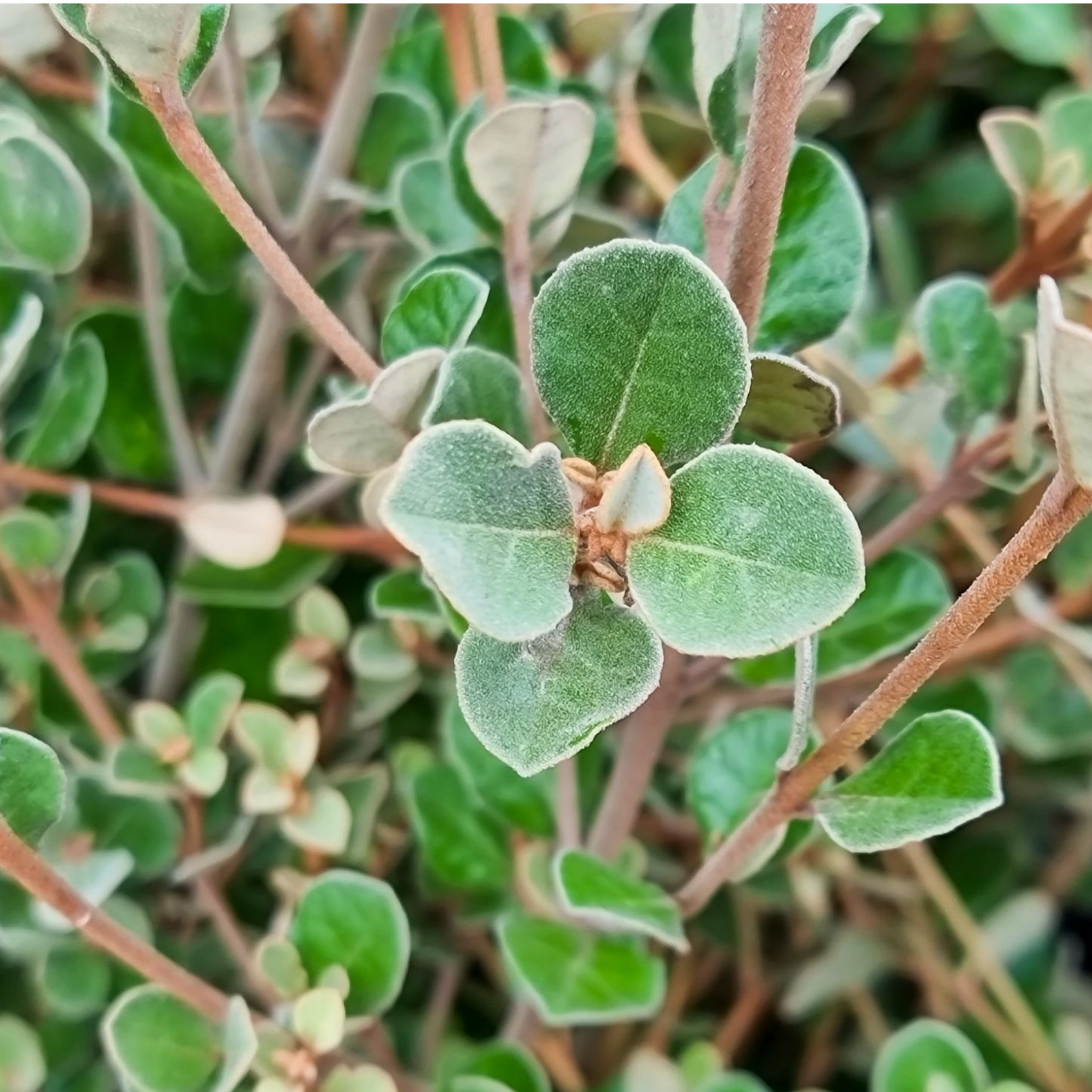 White Correa - Correa alba