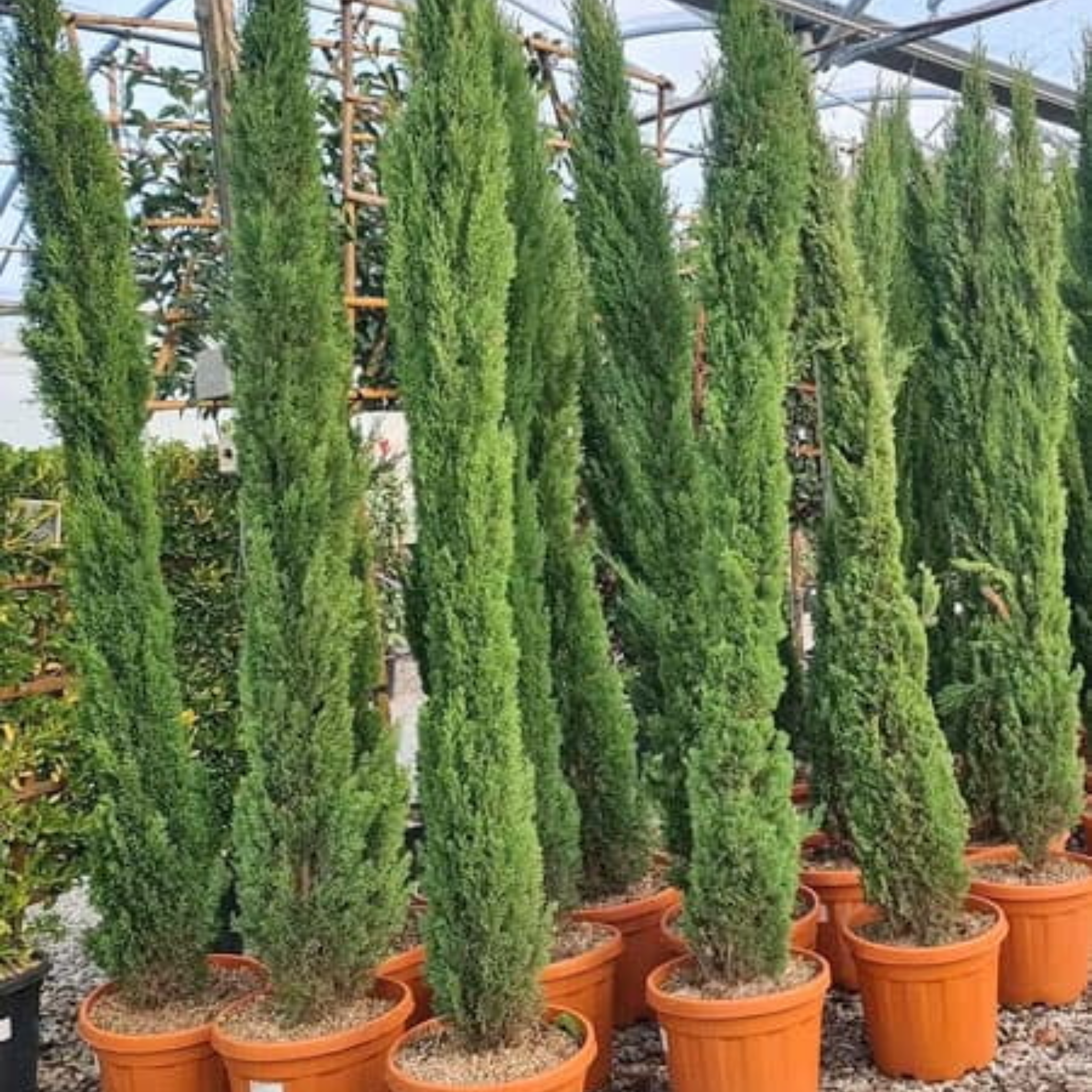Glauca Pencil Pine - Italian Cypress Cupressus sempervirens