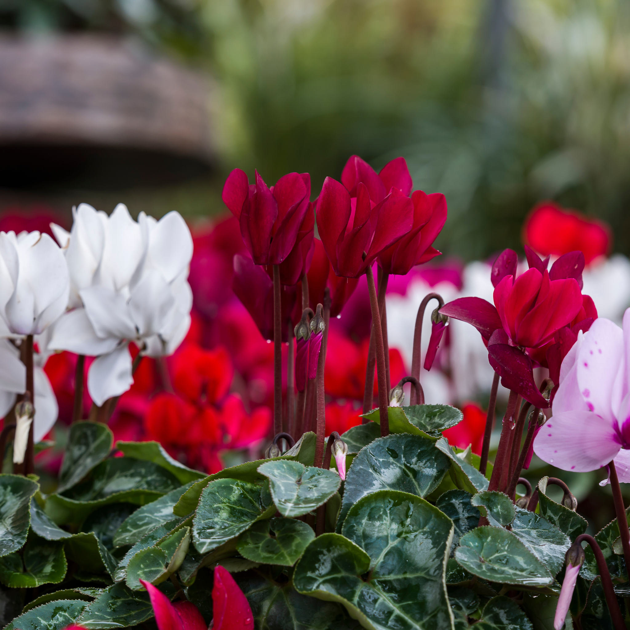 Cyclamen Assorted