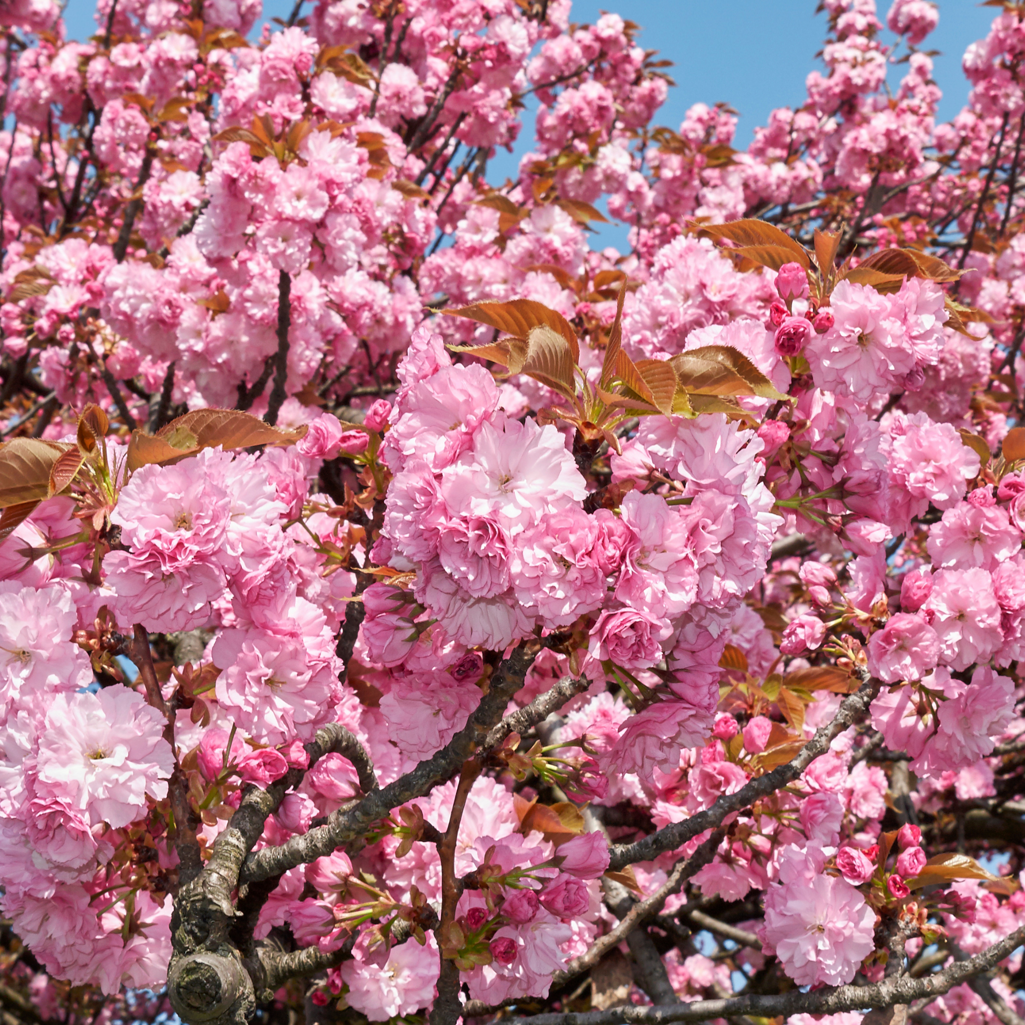 Close-up of pink cherry blossoms against a blue sky