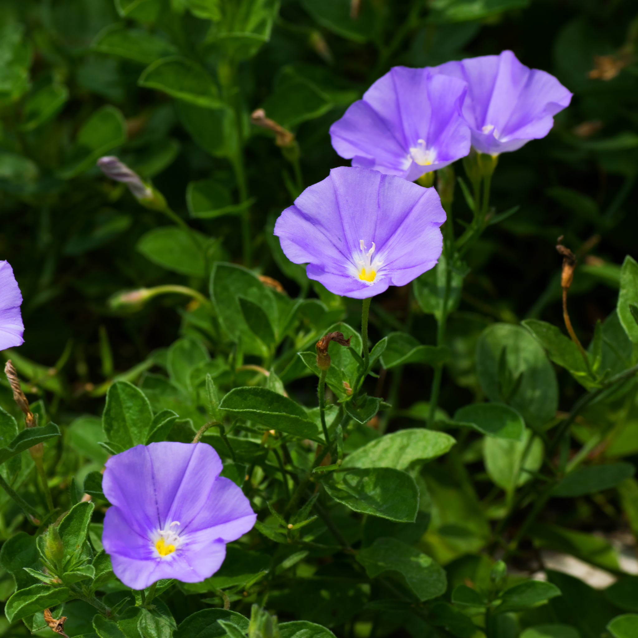 Blue Morning Glory - Convolvulus sabatius