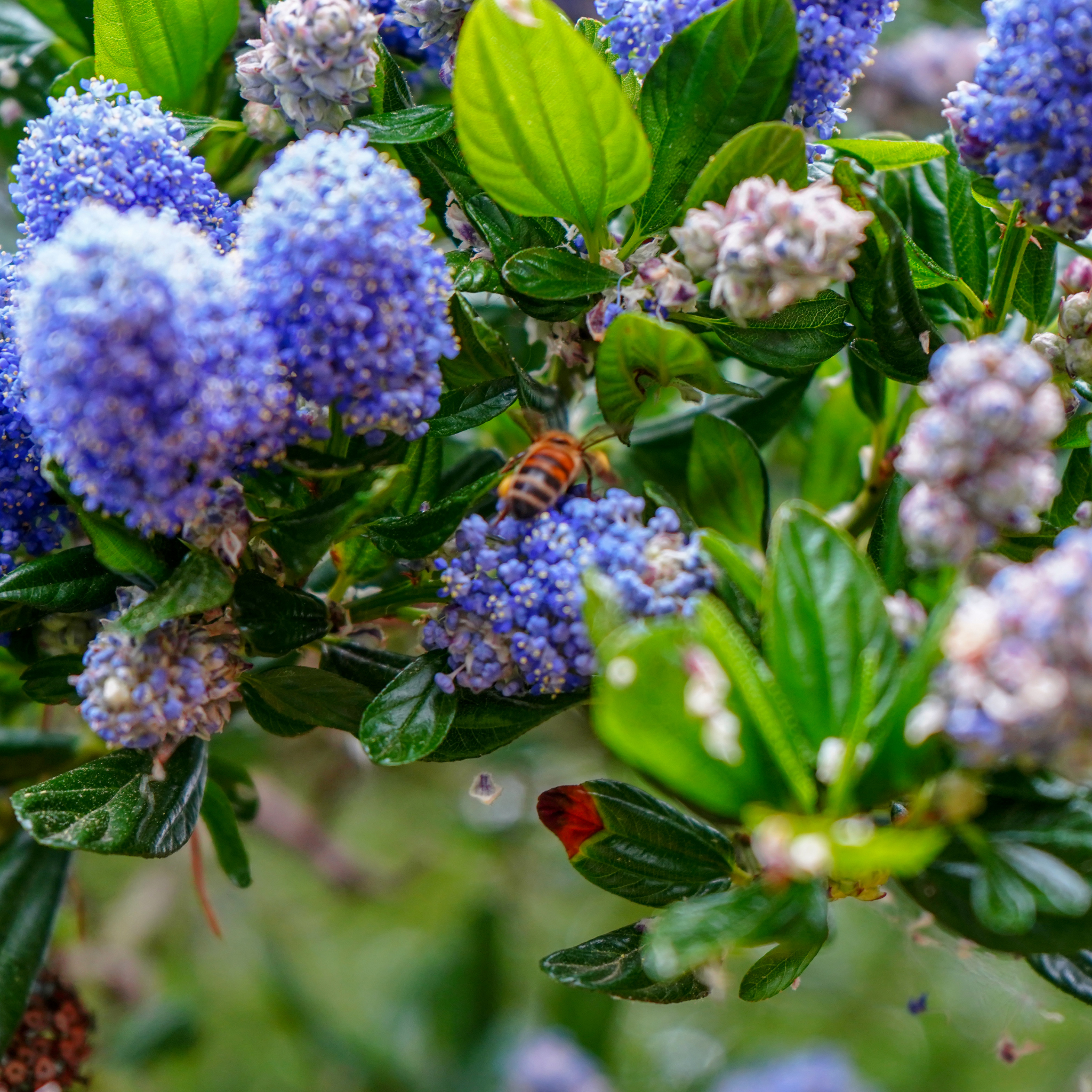 California Lilac - Ceanothus griseus horizontalis Yankee Point