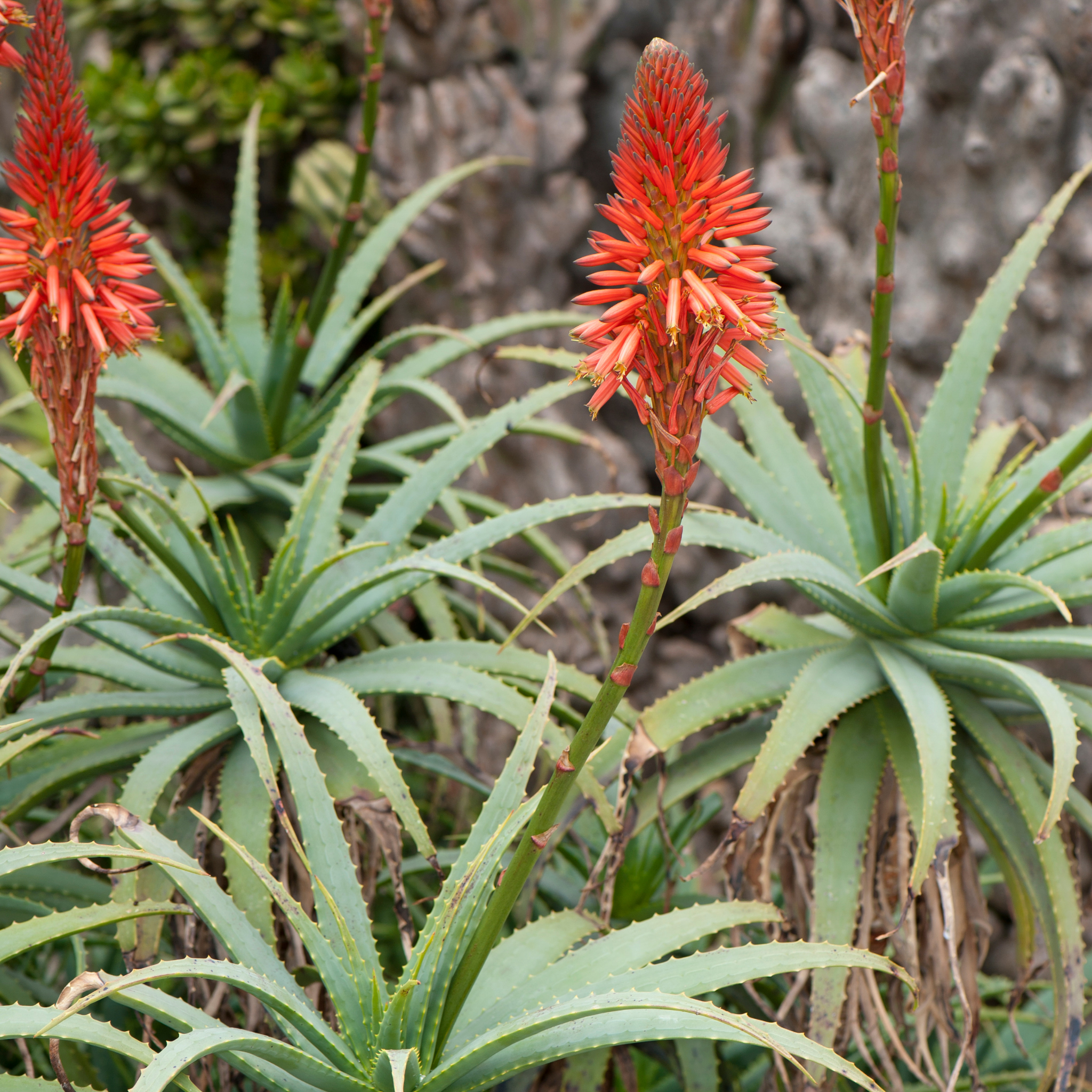 Aloe hybrida Gemini PBR