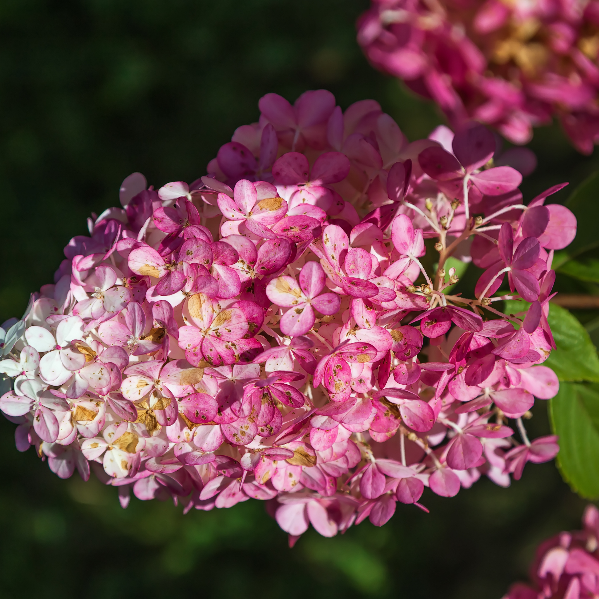 Panicled Hydrangea Candlelight PBR - Hydrangea paniculata Candlelight PBR