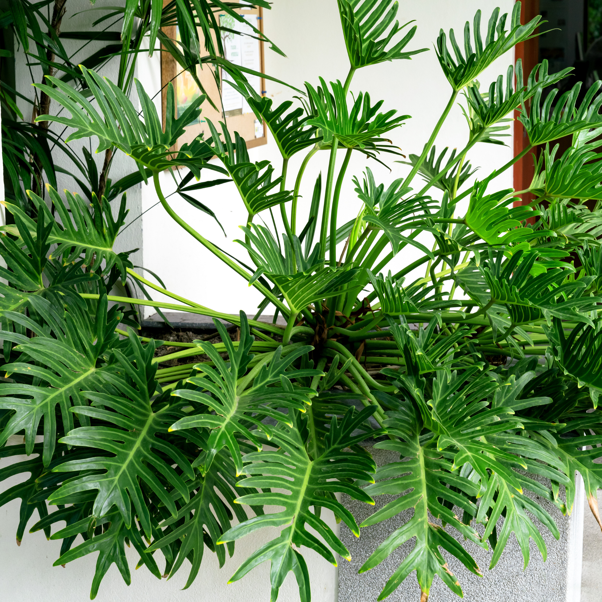 Xanadu Philodendron - Philodendron Xanadu