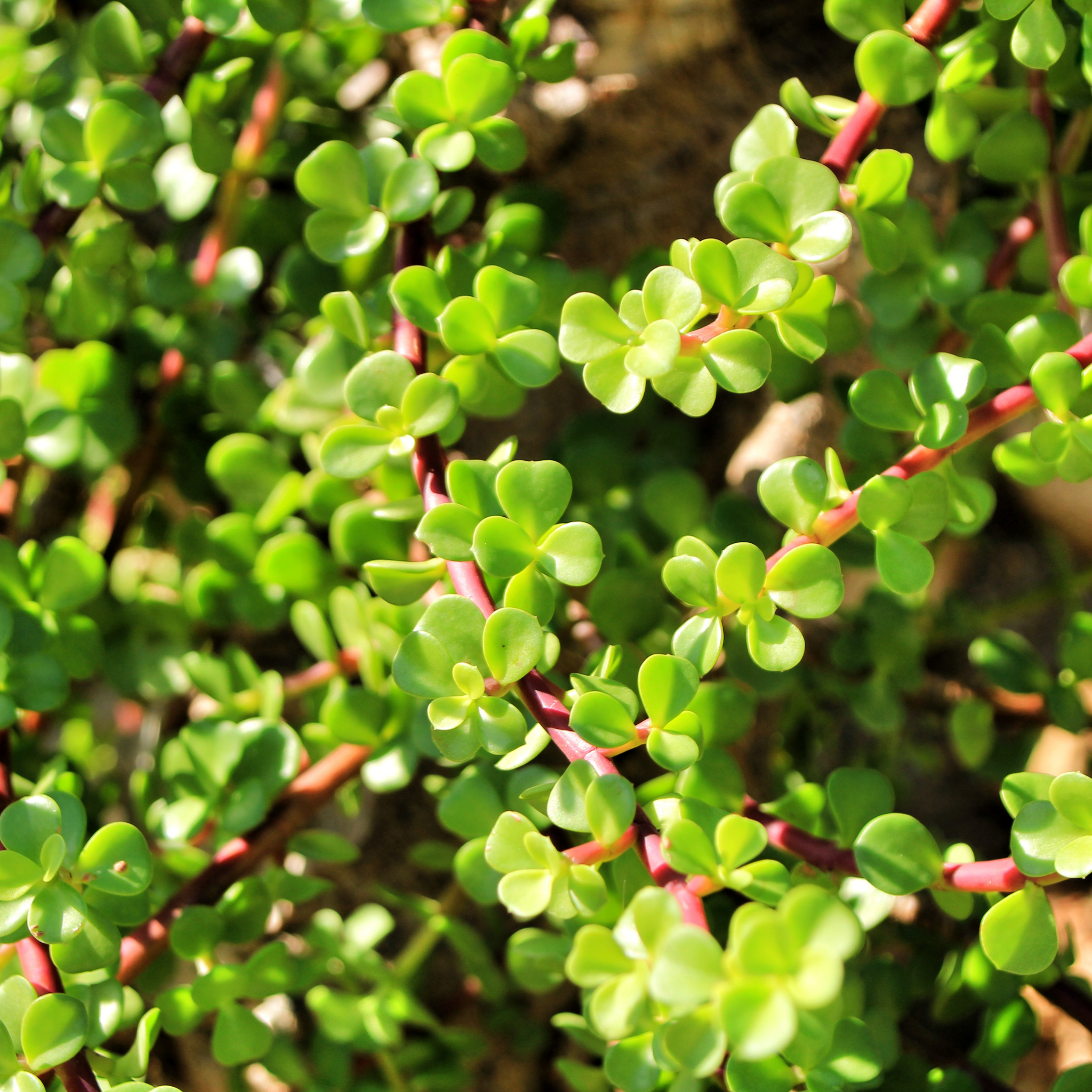 Close-up of green succulent plants with red stems