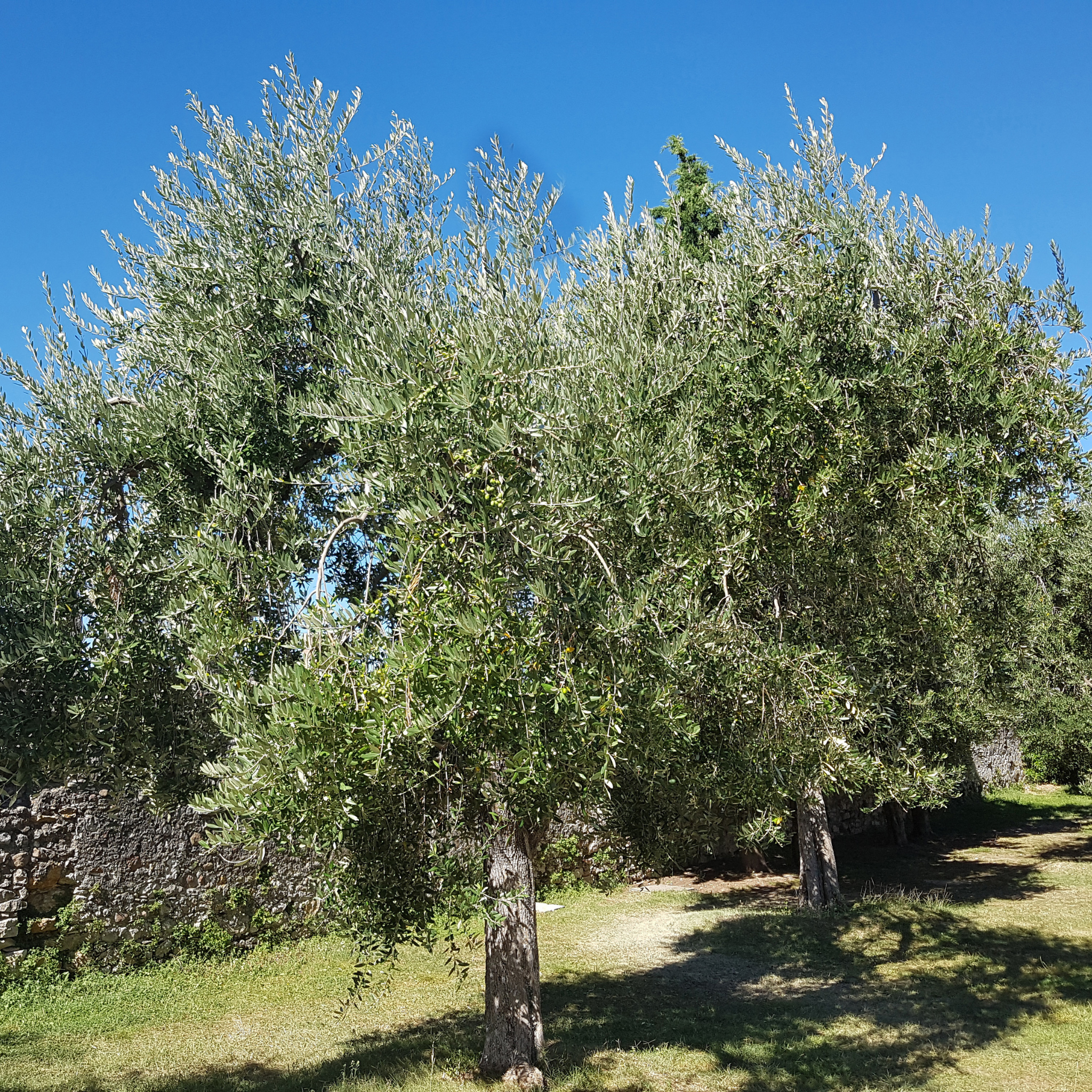 Jumbo Kalamata Olive Tree - Olea europaea Kalamata Jumbo