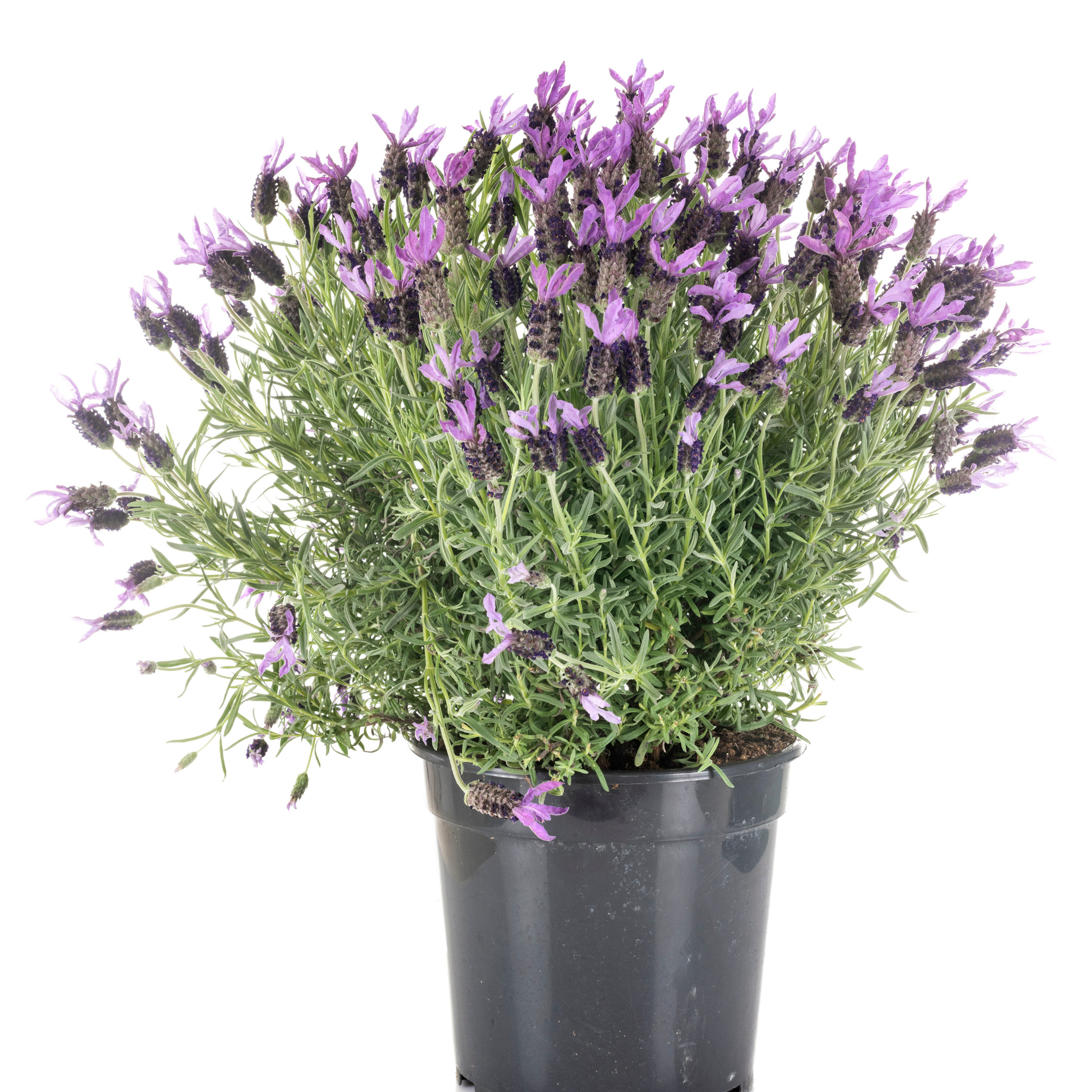 Lavandula pedunculata La Diva Papillon Big Night