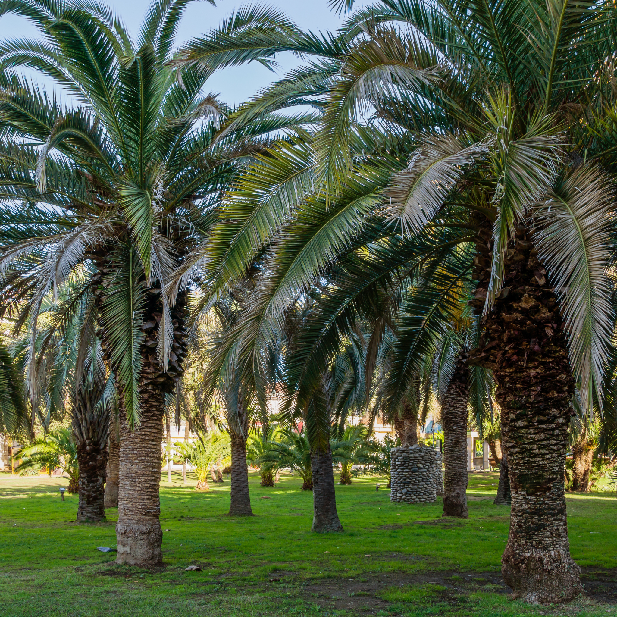 Canary Island Date Palm - Phoenix canariensis