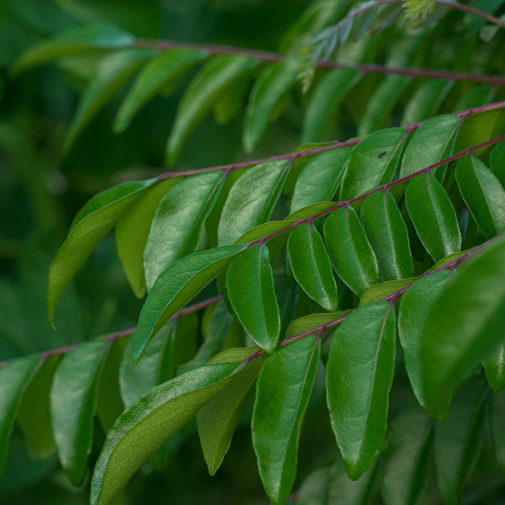 Curry Tree - Murraya koenigii