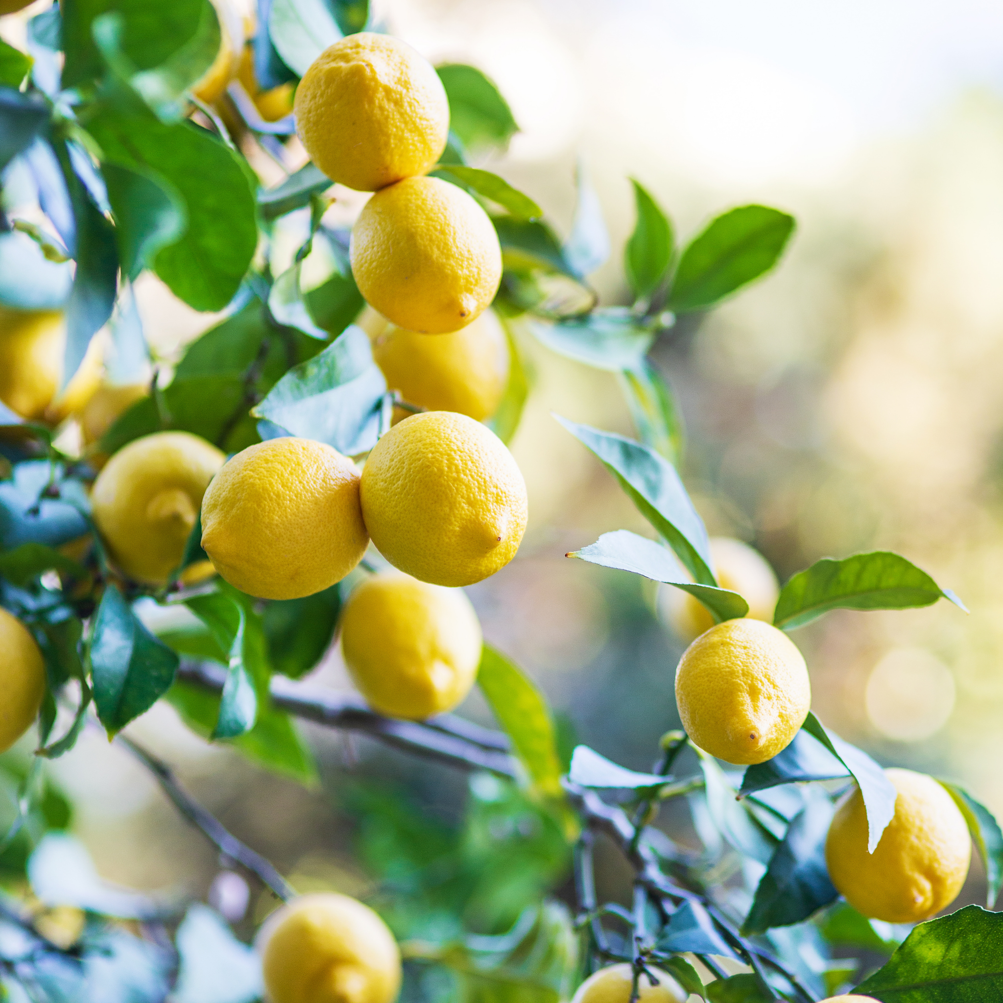 Dwarf Lemon Lots A Lemons - Citrus limon 'Lots A Lemons'