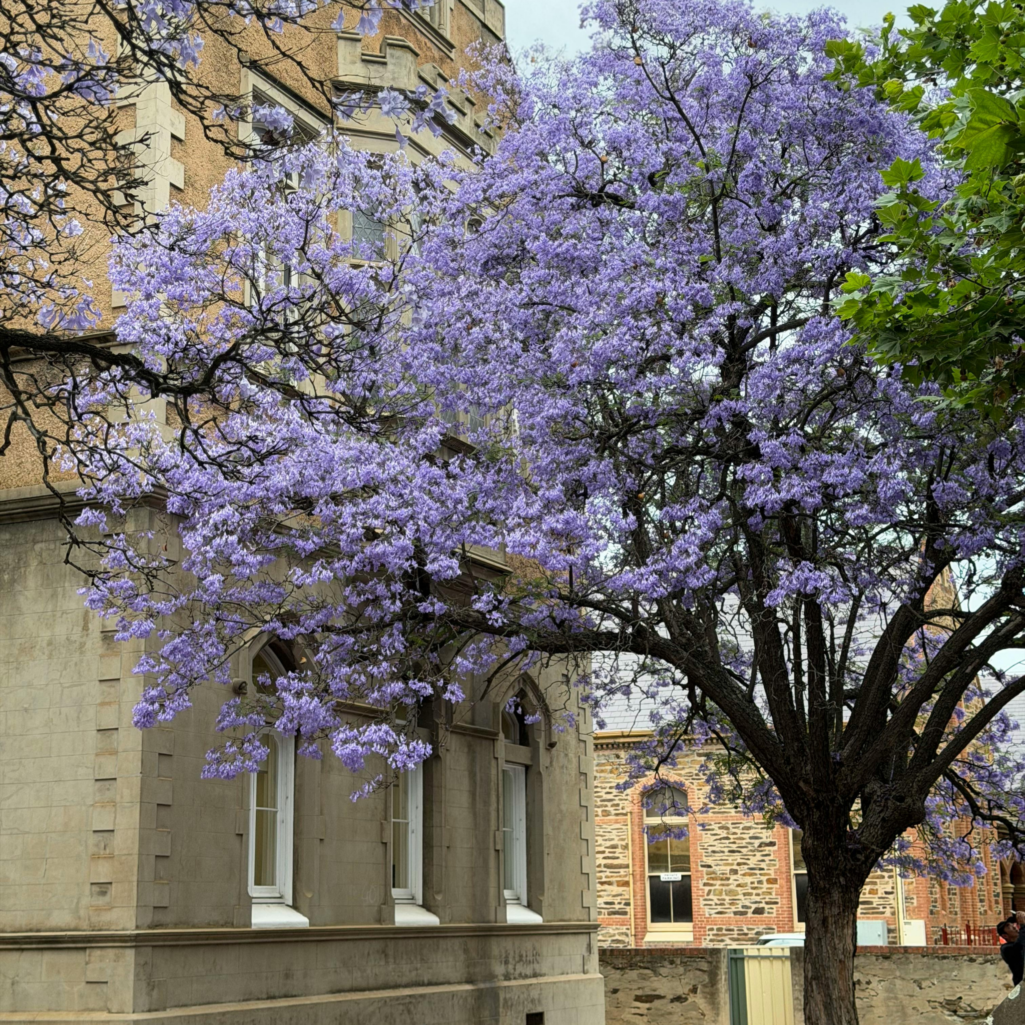 Blue Jacaranda - Jacaranda mimosifolia