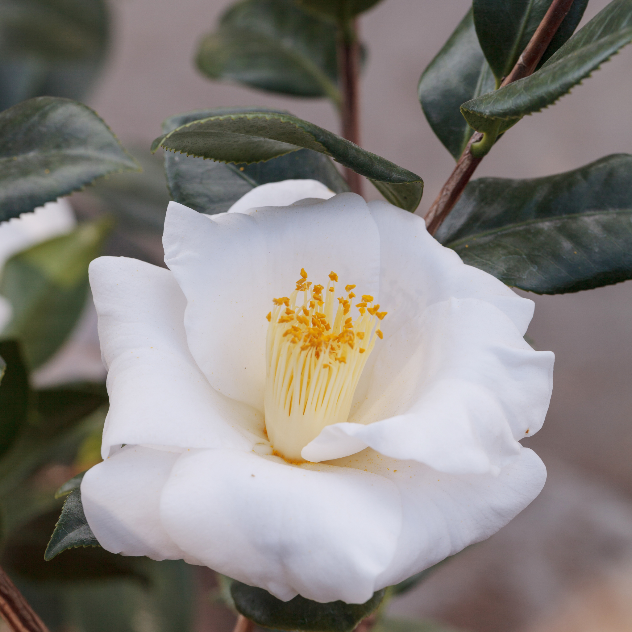 Camellia japonica Lovelight
