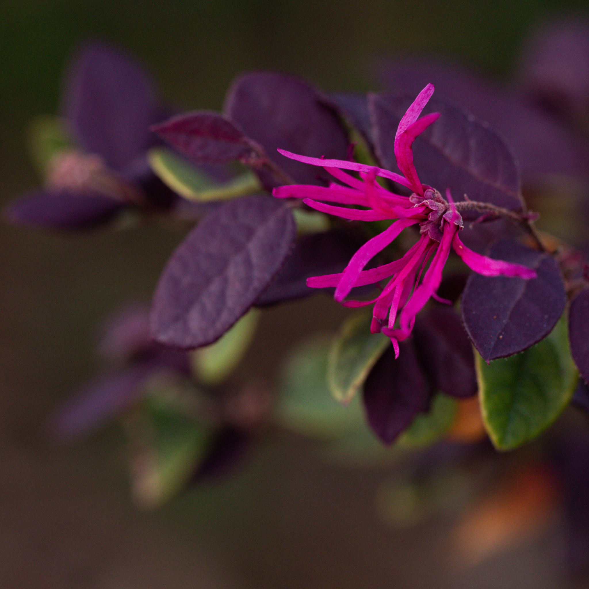 Chinese fringe flower - Loropetalum chinense Plum Gorgeous PBR