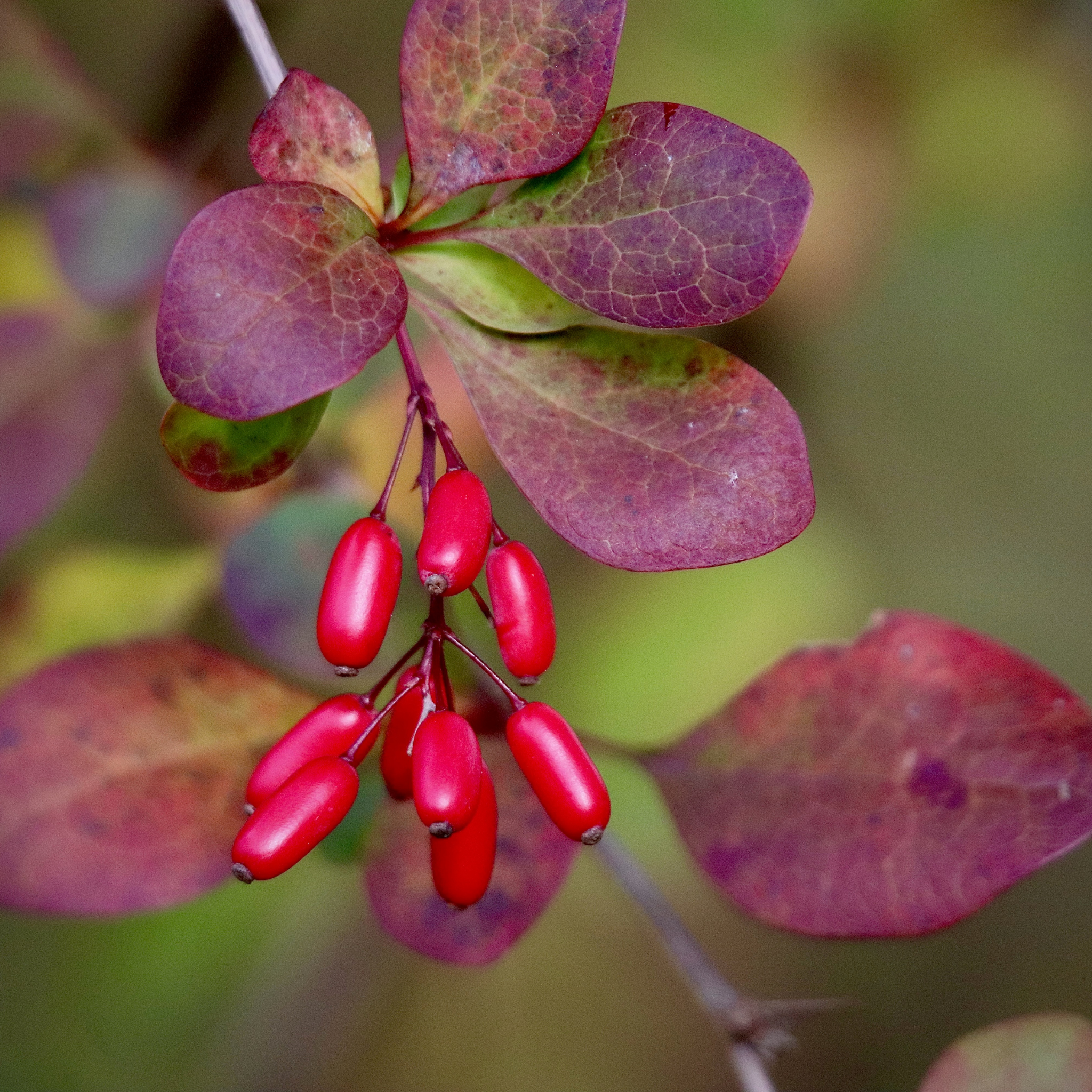 Purple Japanese Barberry - Berberis thunbergii atropurpurea