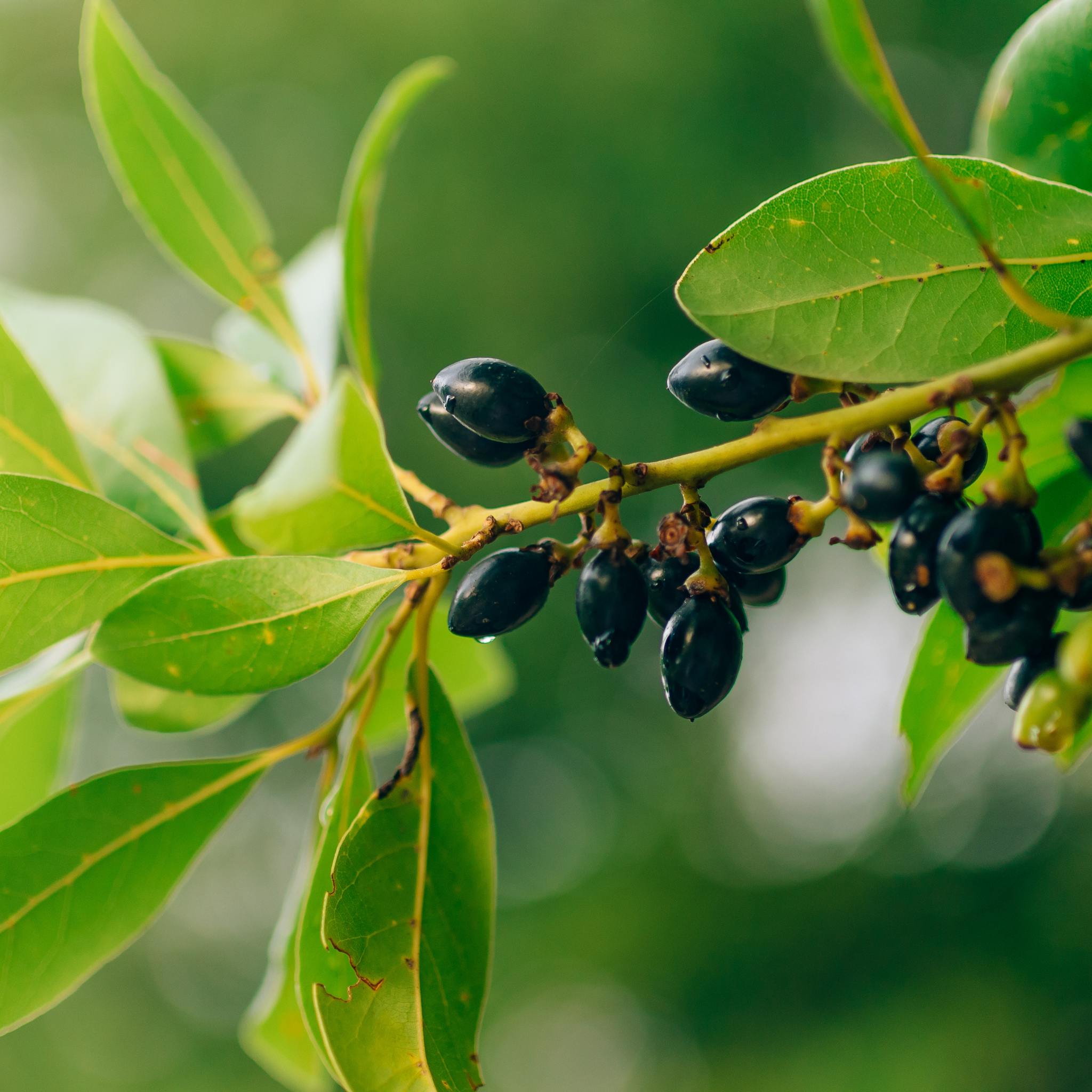 Bay Laurel Tree - Laurus nobilis