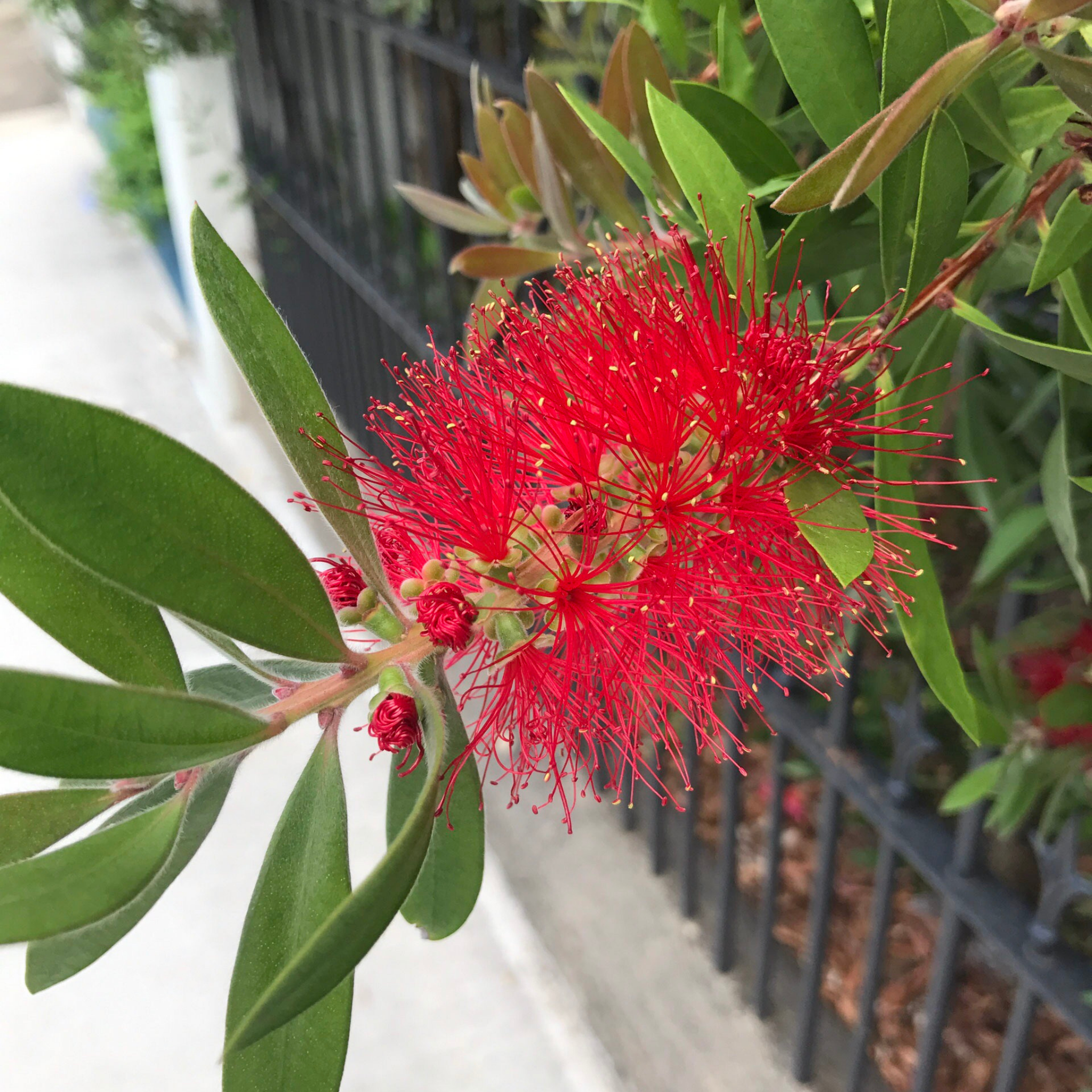 Dwarf Weeping Bottlebrush Better John - Callistemon viminalis 'Better John' PBR