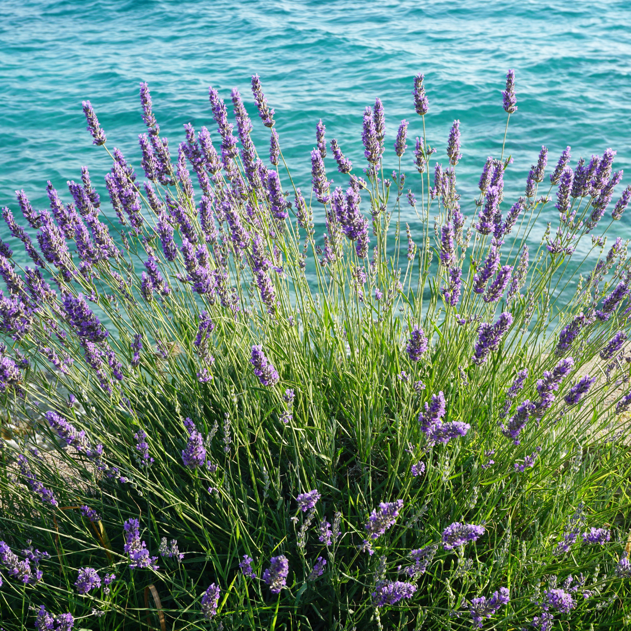 Dutch Lavender - Lavandula intermedia 'Grosso'