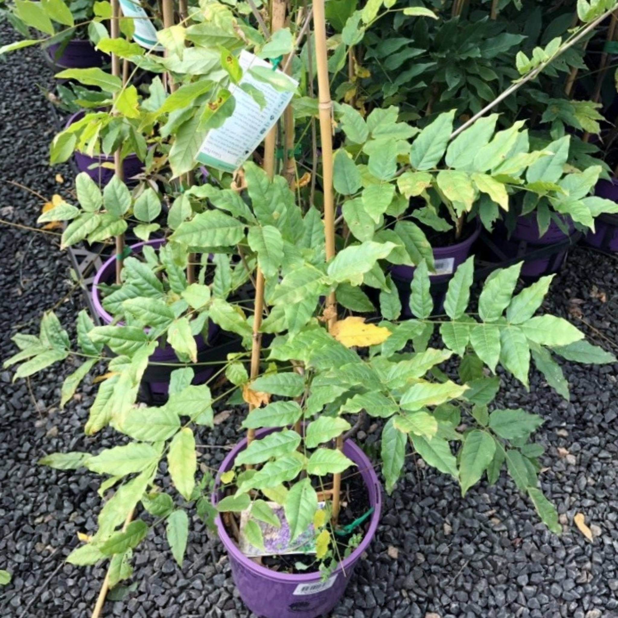 Double Purple Japanese Wisteria - Wisteria floribunda Violacea Plena