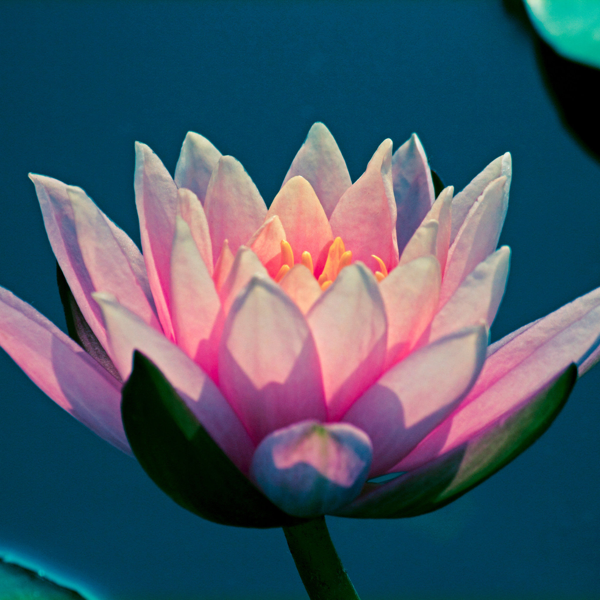 Pink Water Lily - Nymphaea hybrida Pink