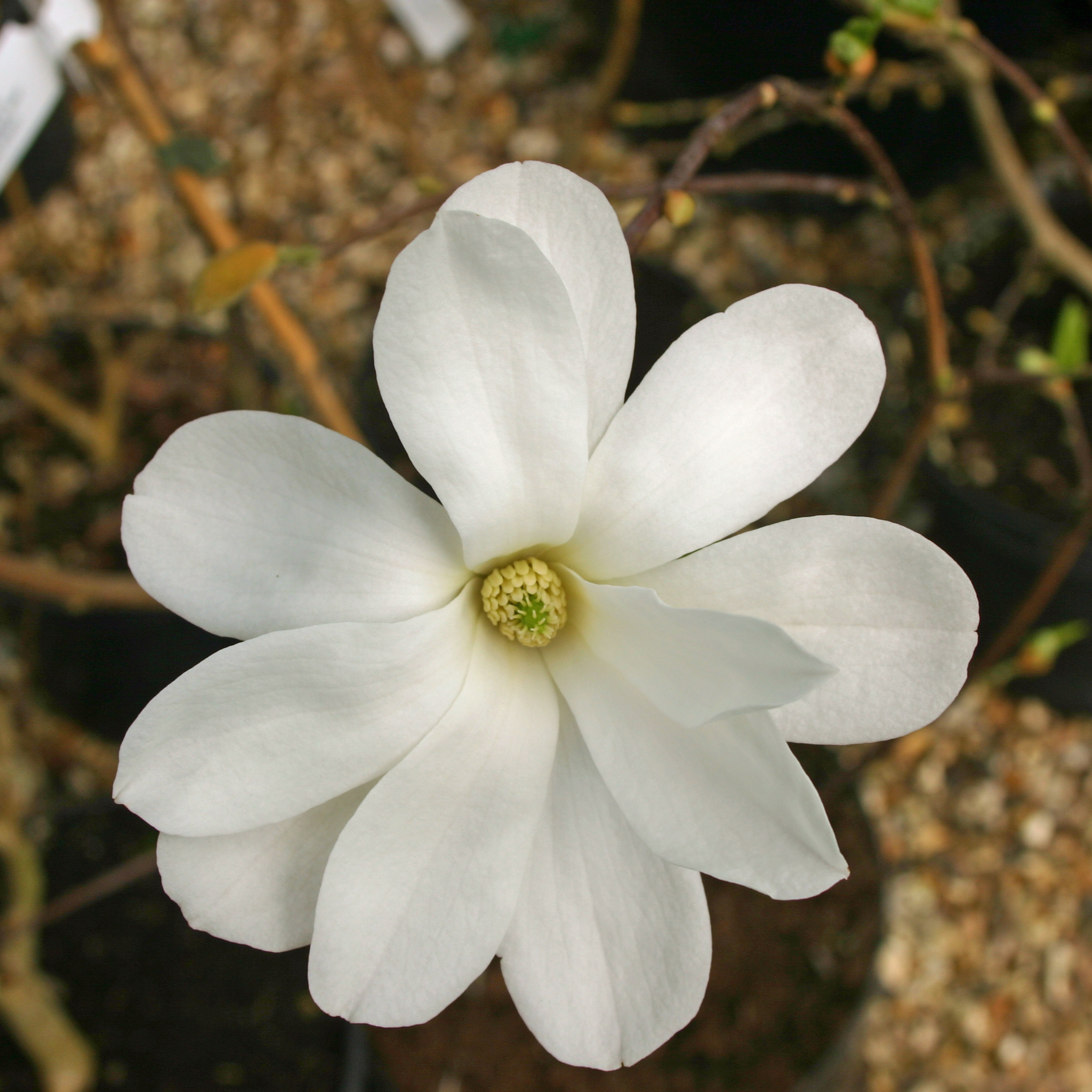Fairy White Magnolia - Magnolia hybrida Fairy White
