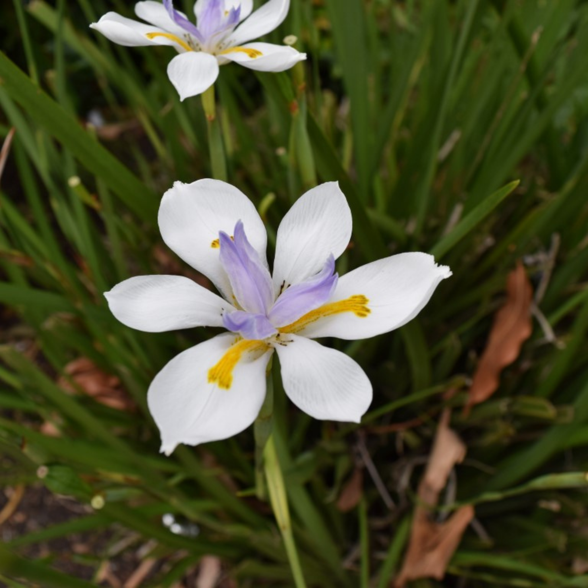 Large Wild Iris - Dietes grandiflora