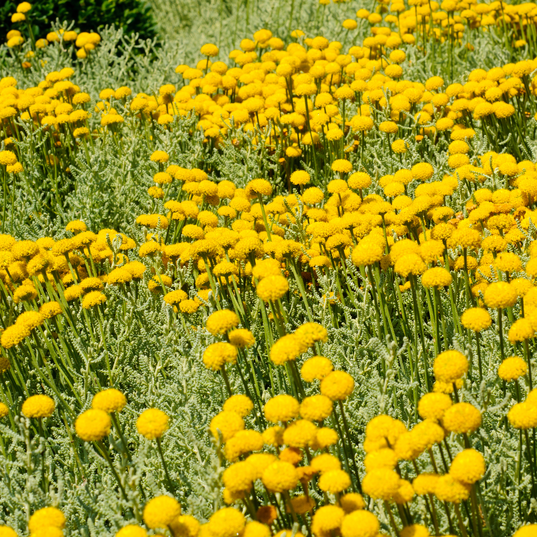 Cotton Lavender - Santolina chamaecyparissus