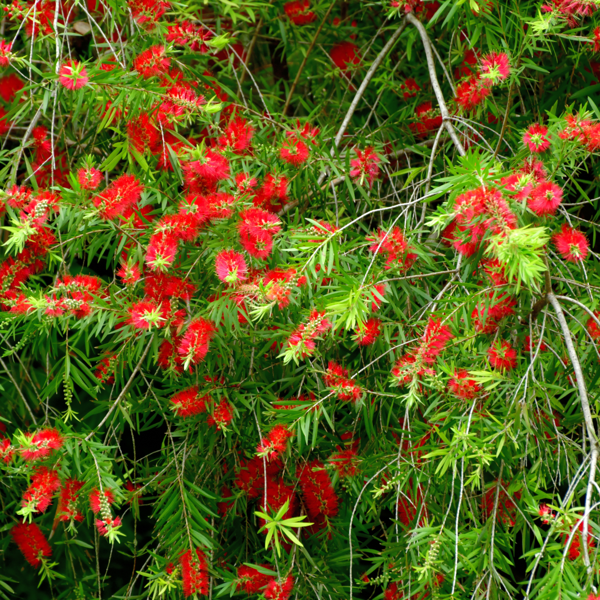 Kings Park Special Bottlebrush - Callistemon hybrida ‘Kings Park Special’