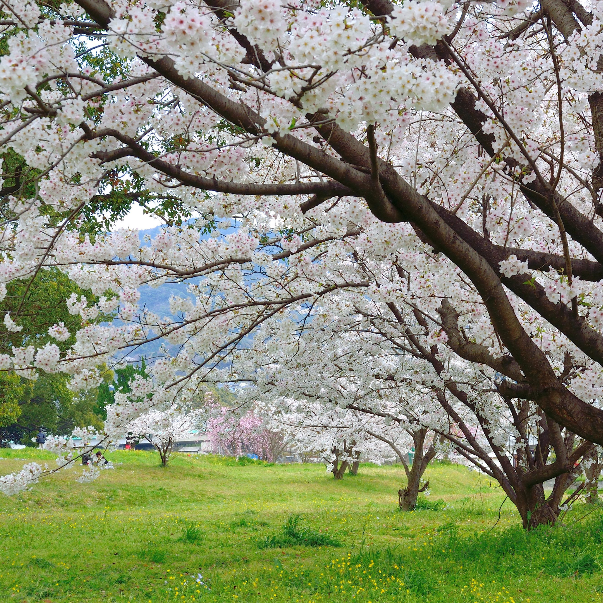 Weeping Japanese Flowering Cherry - Prunus serrulata 'Mt Fuji'