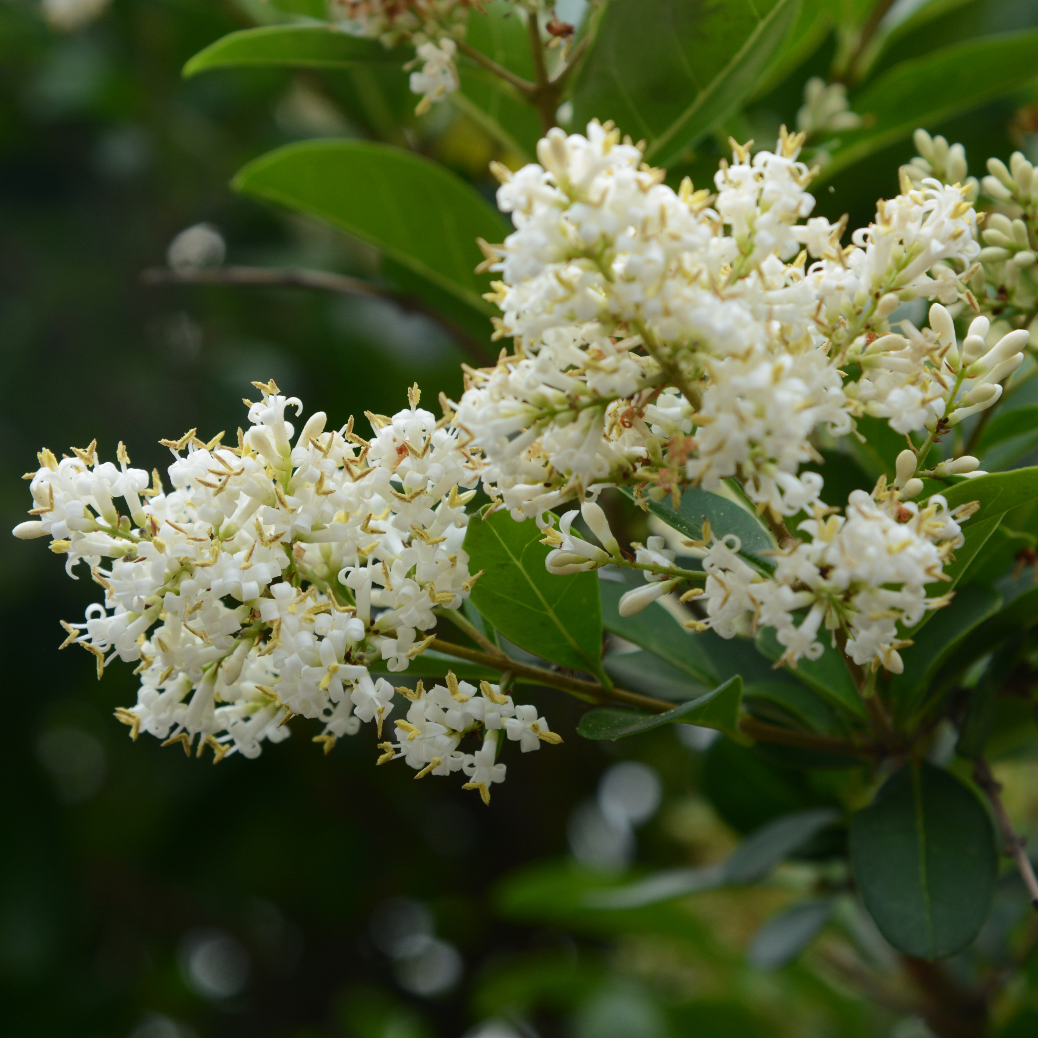 Close-up of white flowers with green leaves on a blurred natural background