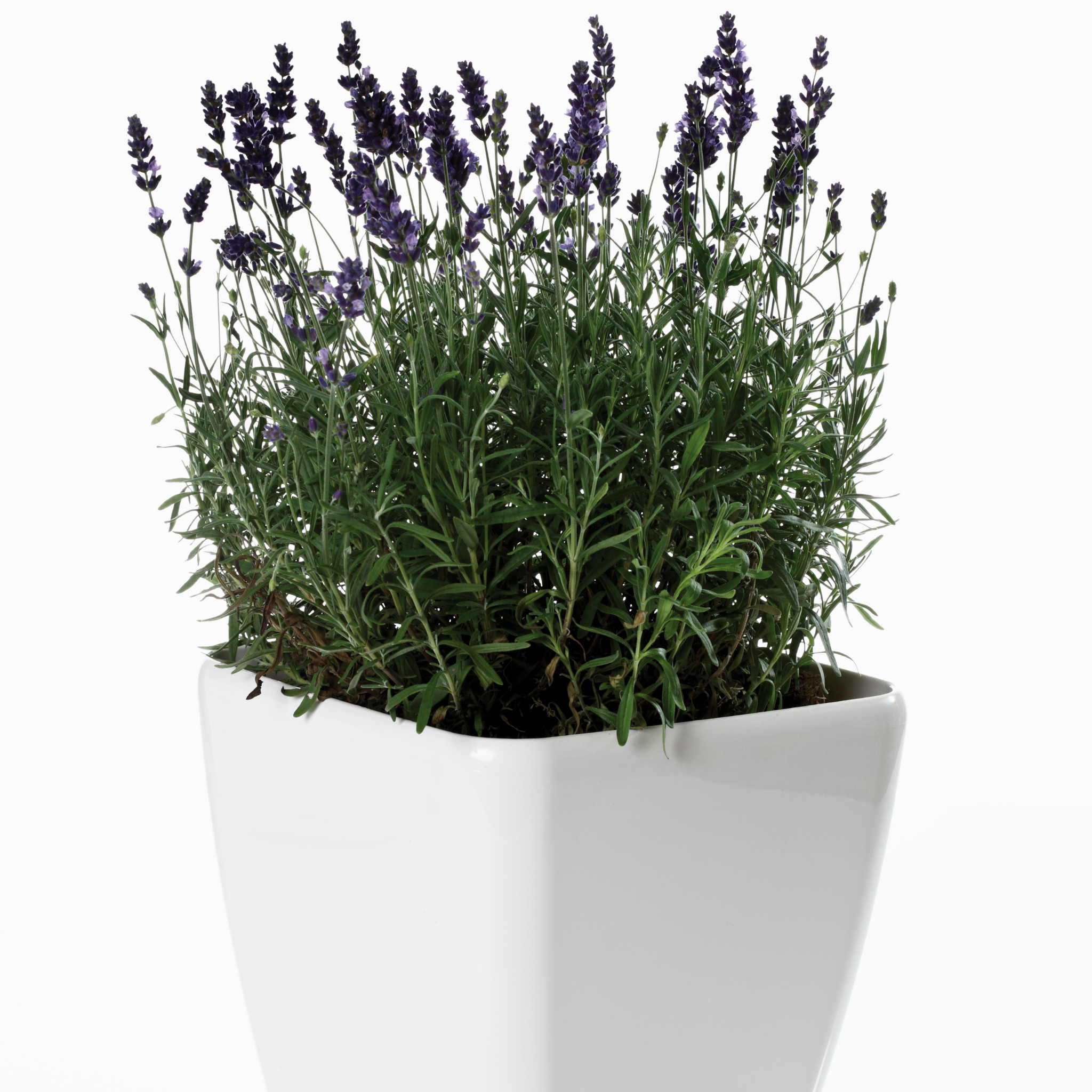 English Lavender - Lavandula angustifolia