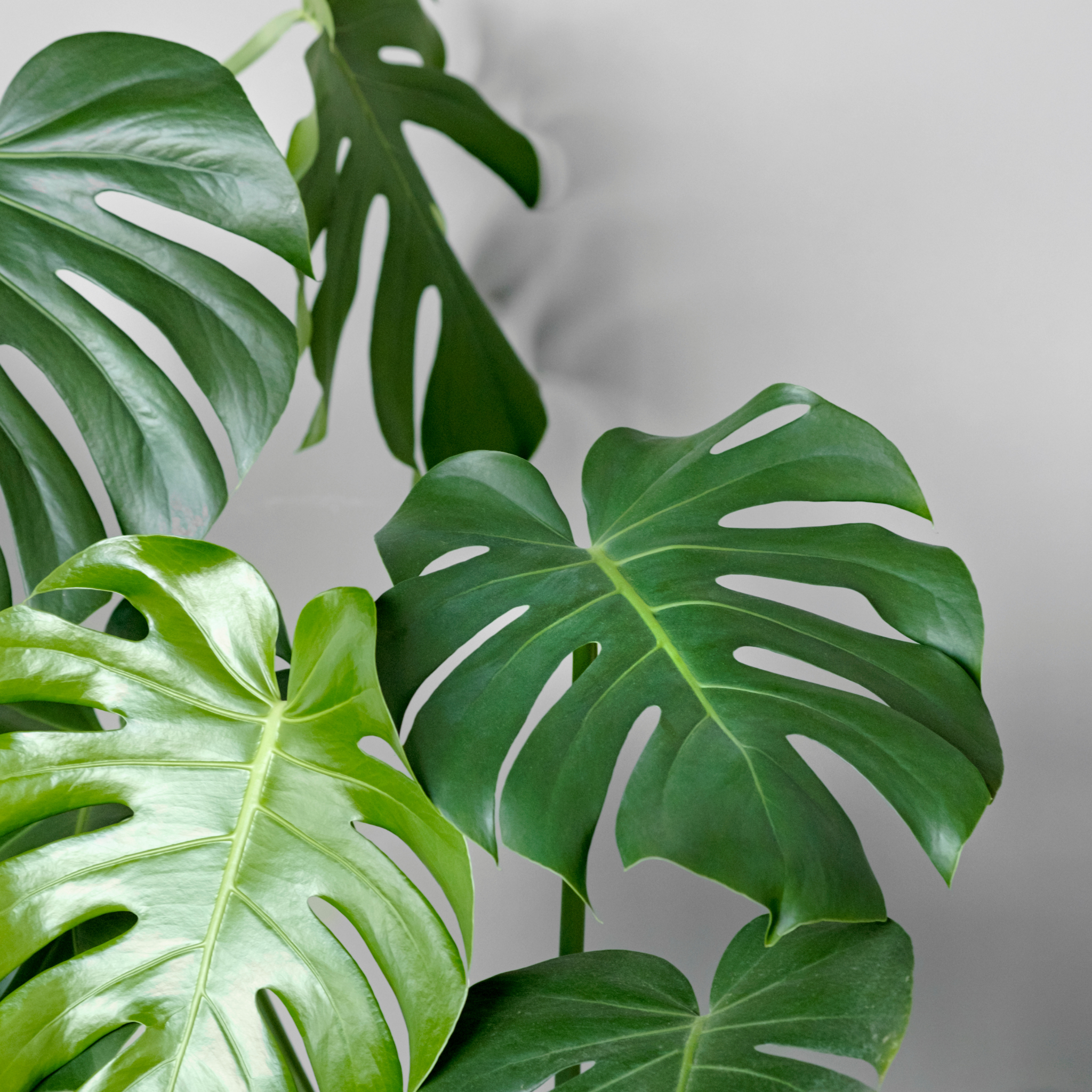 Swiss Cheese Plant - Monstera deliciosa