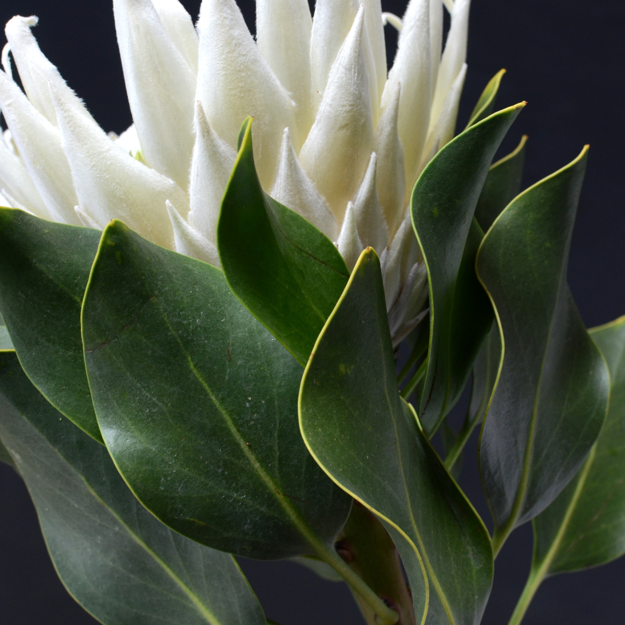 King White King Protea - Protea cynaroides King White
