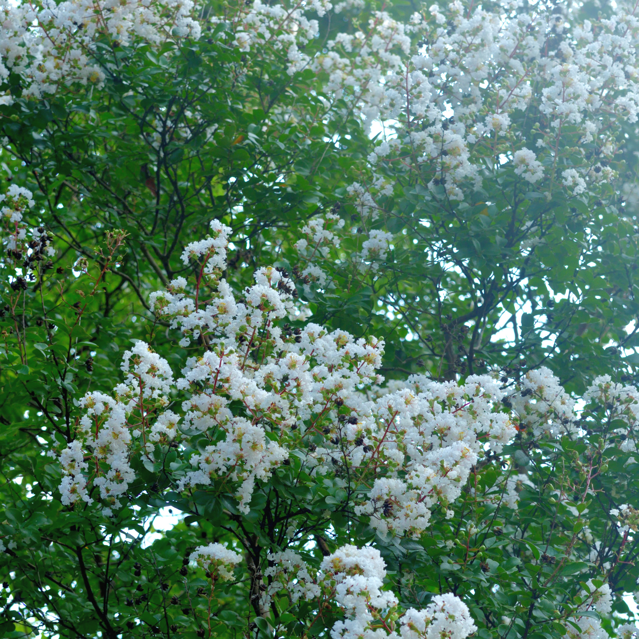White Crepe Myrtle - Lagerstroemia indica fauriei 'Acoma'