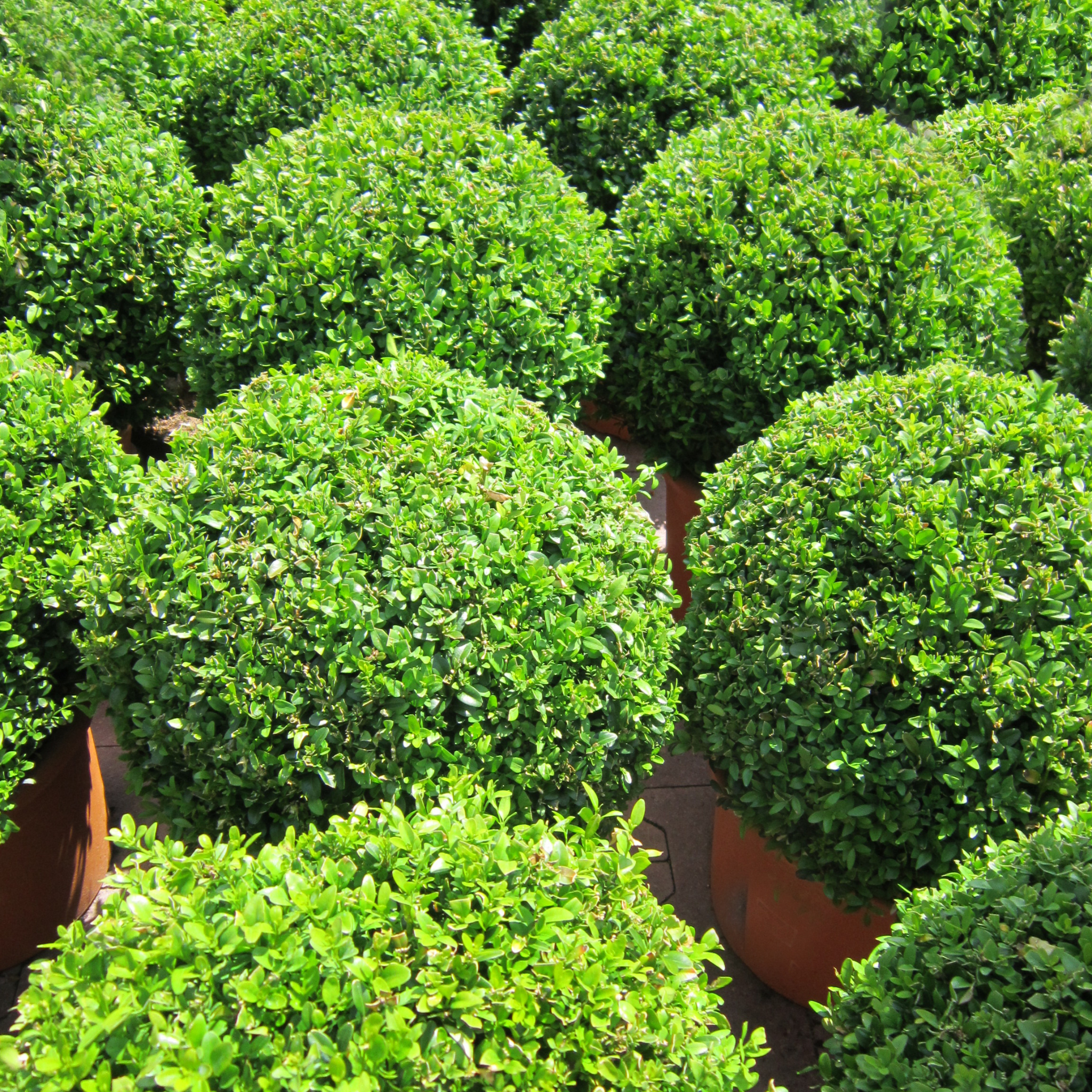 Close-up of potted green shrubs with a blurred background