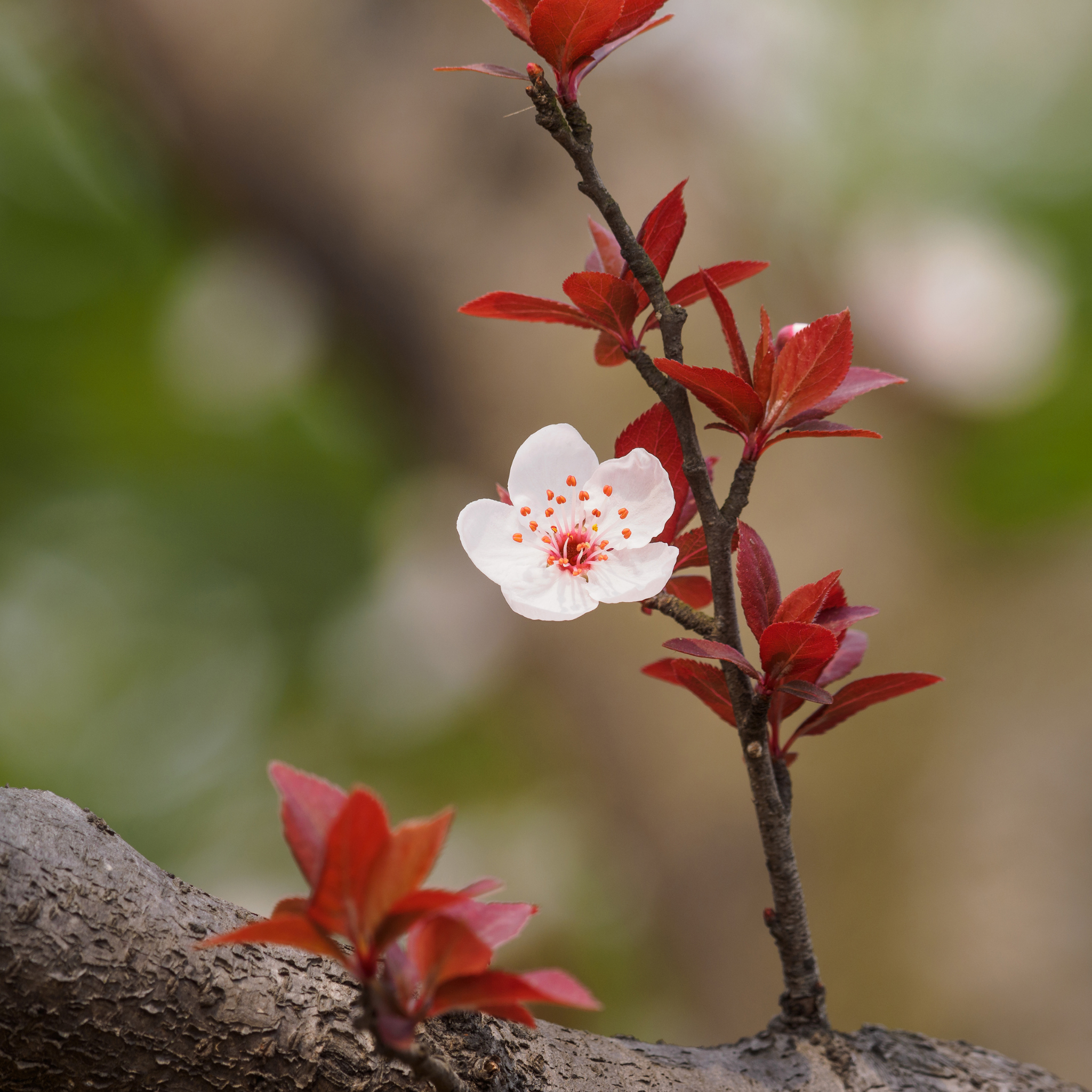 White flower with red buds on a branch against a blurred natural background