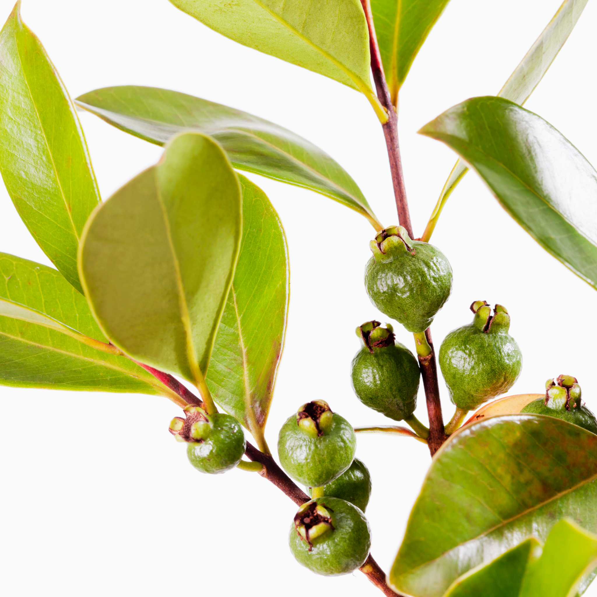 Red Strawberry Guava Tree - Psidium cattleianum Red