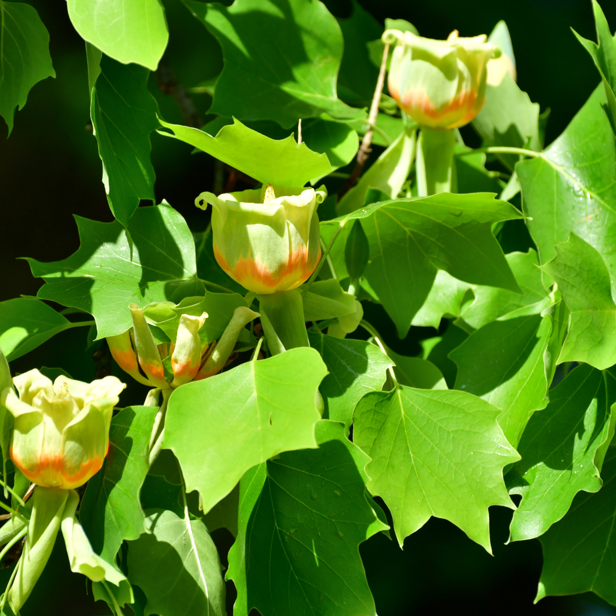 Tulip Tree - Liriodendron tulipifera